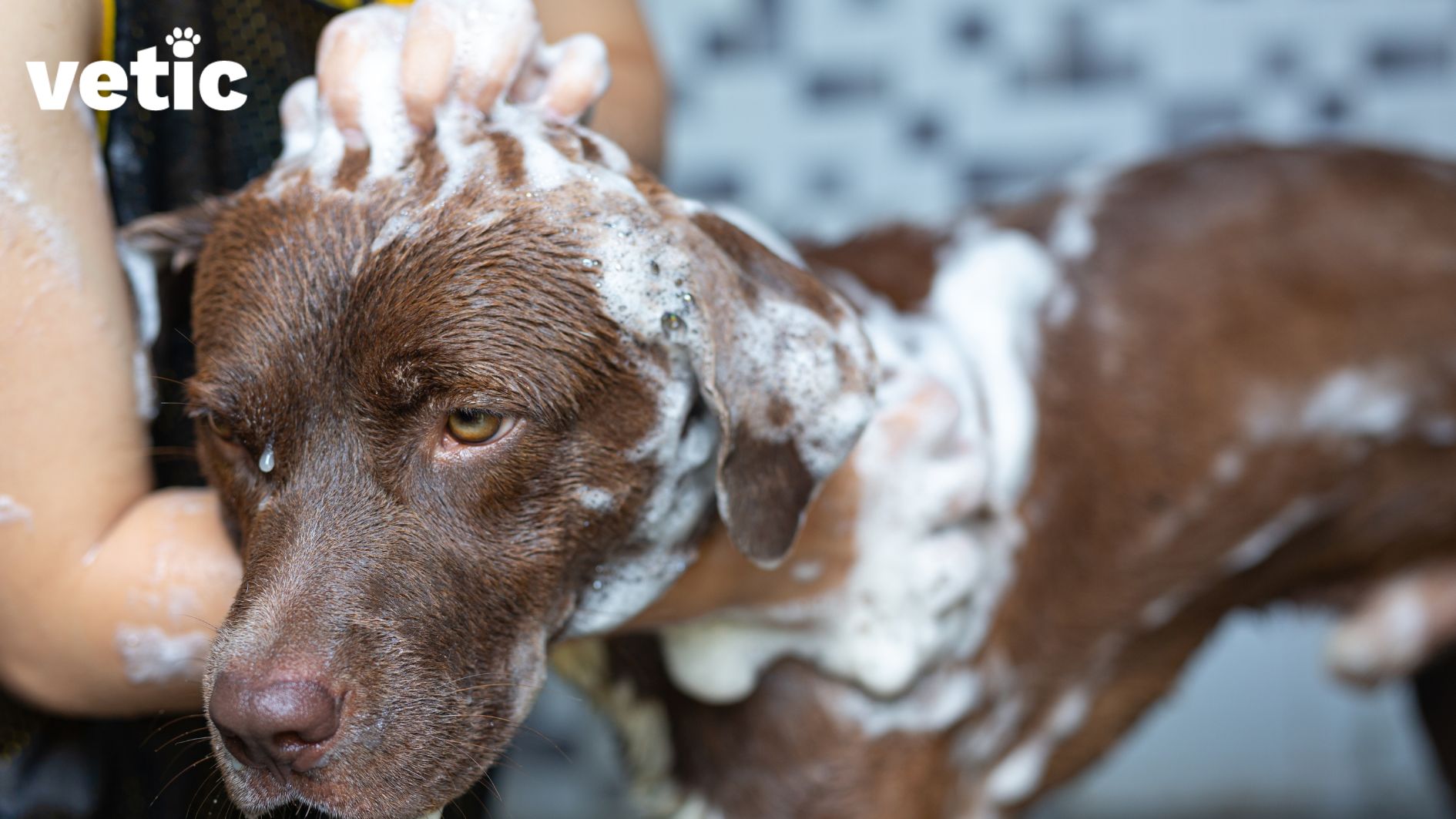 A brown labrador being bathed. He has foam on his back and head. 