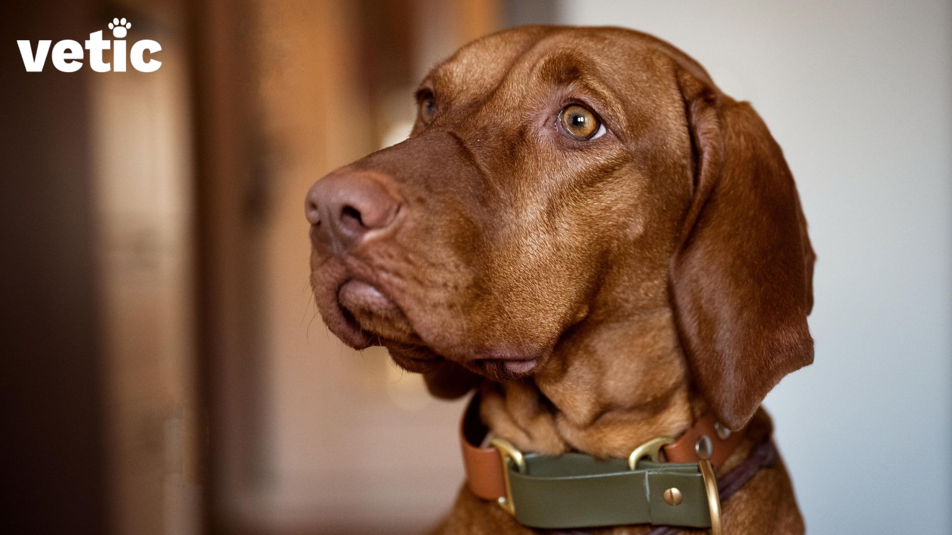 Closeup of adult brown dog wearing a brown and olive green collar.