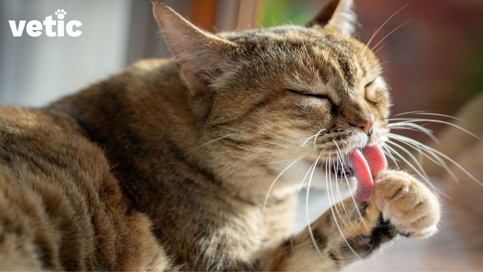a brown and black striped cat licking their right front paw. the tongue has bristles that catches loose hair and forms cat hairballs in the stomach