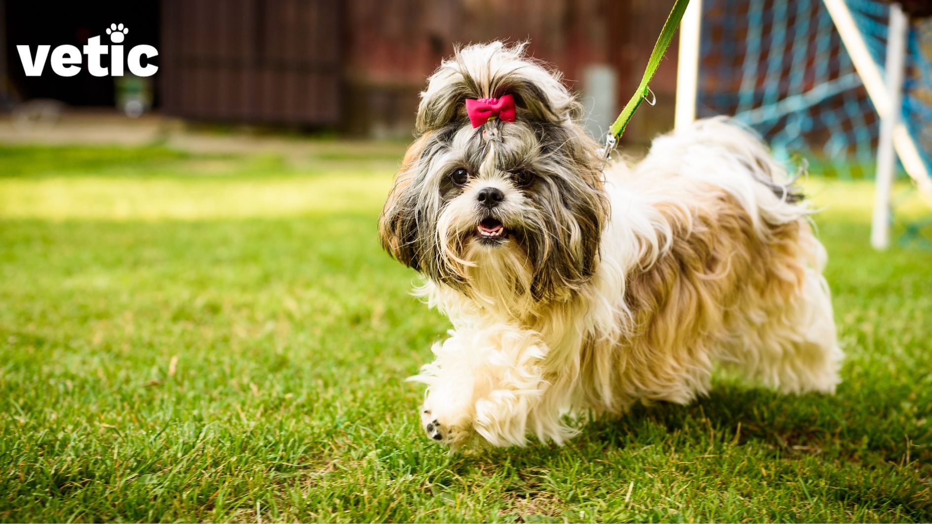 8 Types Of Shih Tzu Breeds - All You Need To Know!