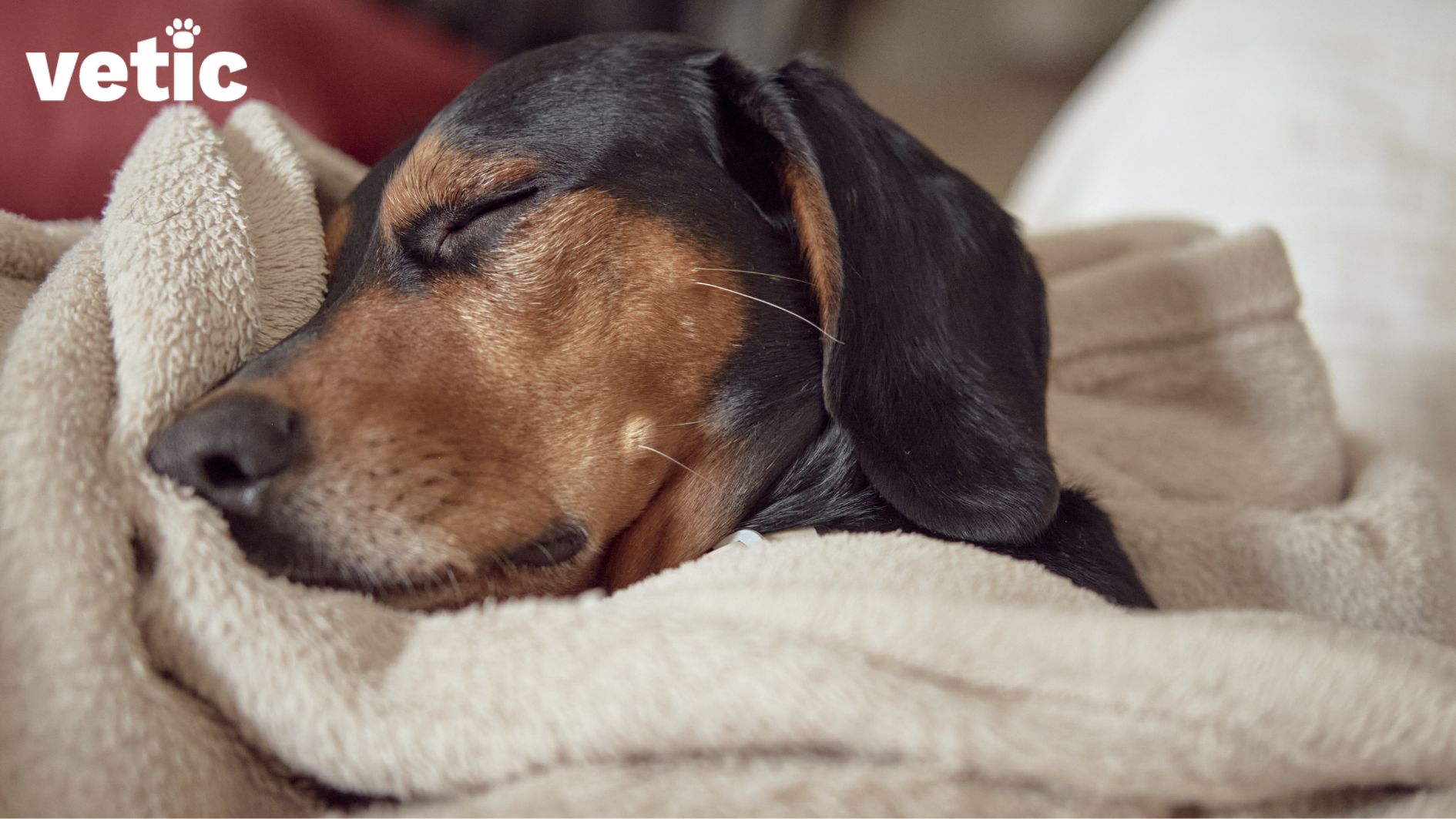 Dachshund puppy lying in bed wrapped in a cream towel. Only the pup's left side of the face and ear are visible. Low body temperature is a serious emergency in pets.