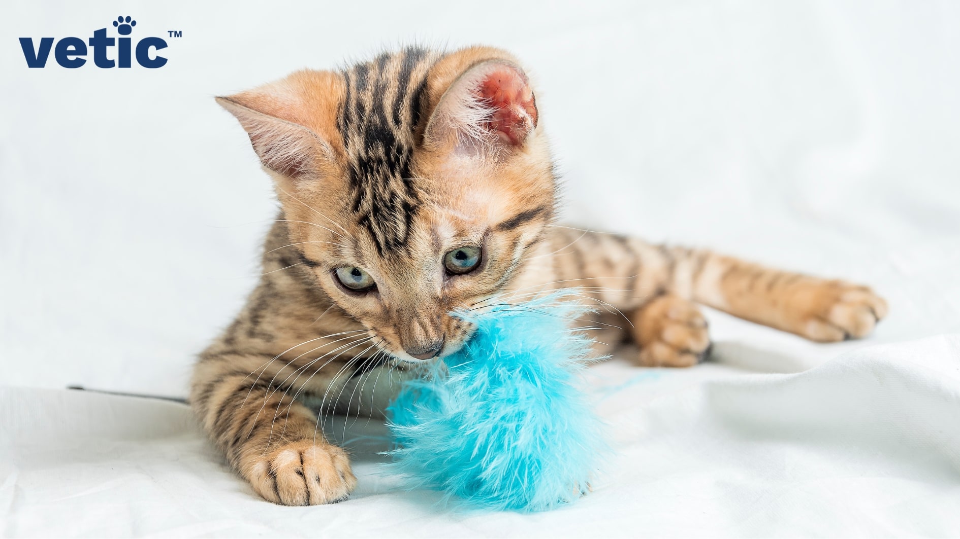 Full mackerel kitten with almond shaped green eyes playing with a blue feather toy. Panting in cats and kittens is common on a hot day after an intense play session.