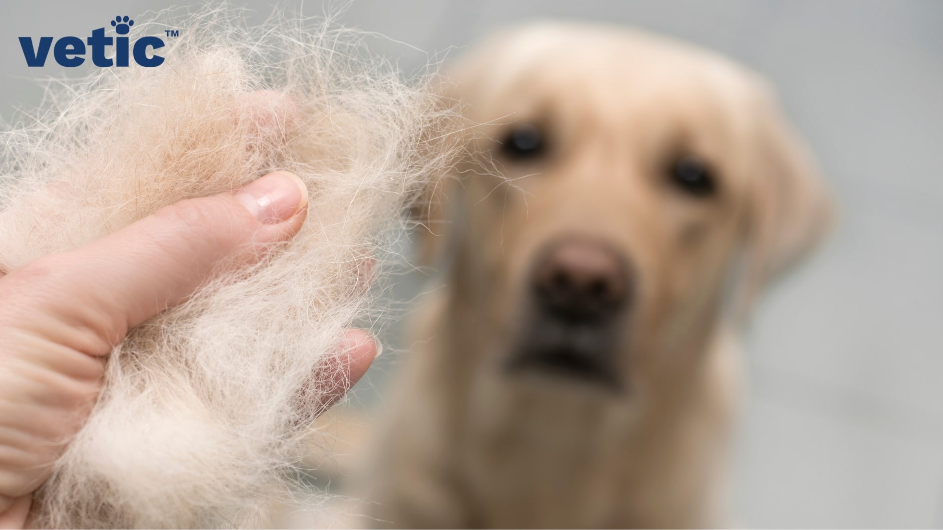 Golden retriever skin outlet allergy treatment