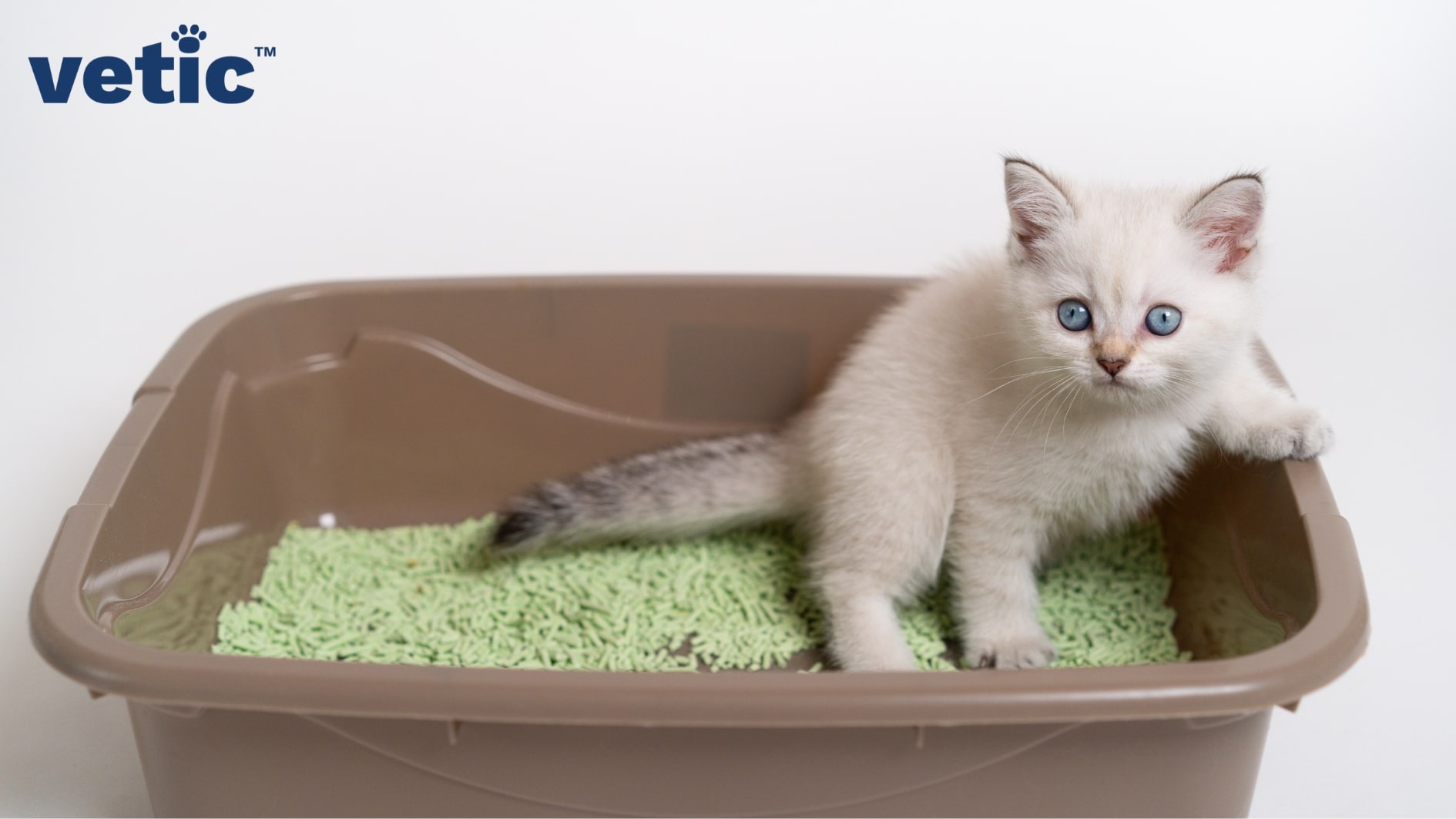Small white kitten with sky blue eyes and a darker striped tail is sitting inside a comparatively larger, brown litter box with green litter of undiscernible material. New cat owners must choose a litter that is non-toxic for their kitty