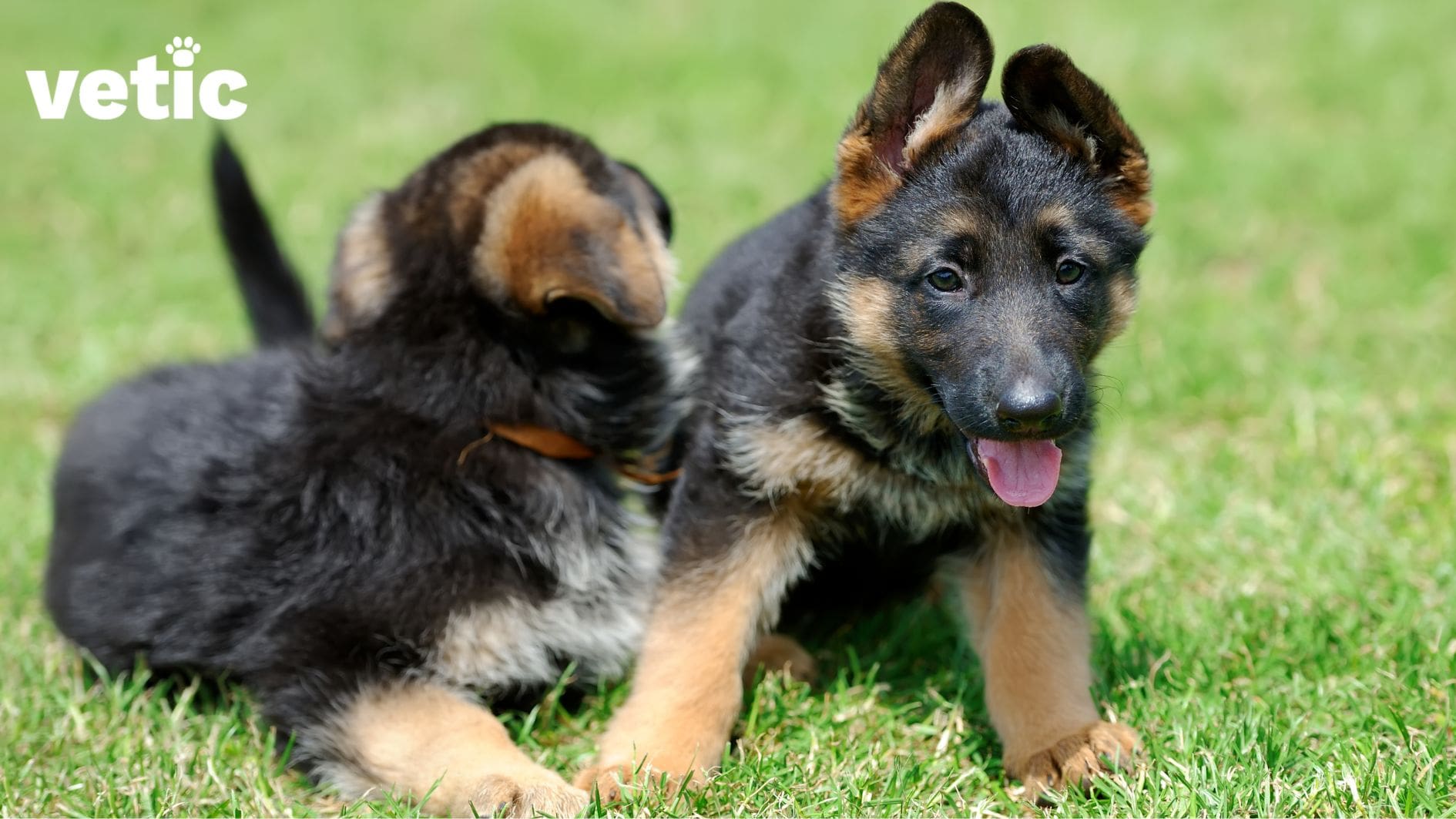 Two puppies sitting on the grass, most likely at a dog park. One has an orange collar and they are facing away from the camera. The other one is facing directly at the camera and has their tongue out.