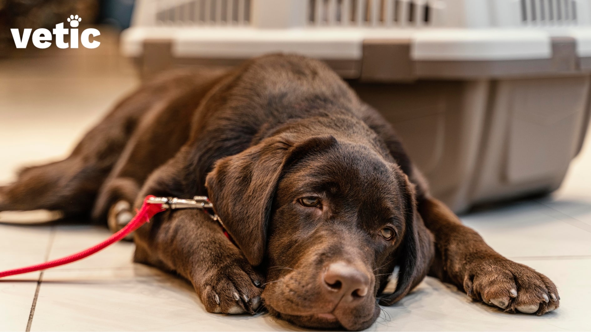 Frontal photo of a brown labrador retriever laying flat on the ground with their head between their two front legs. The dog has a red leash one. A big carrier is visible in the background. Excessive drooling in dogs is very common during and after travelling.