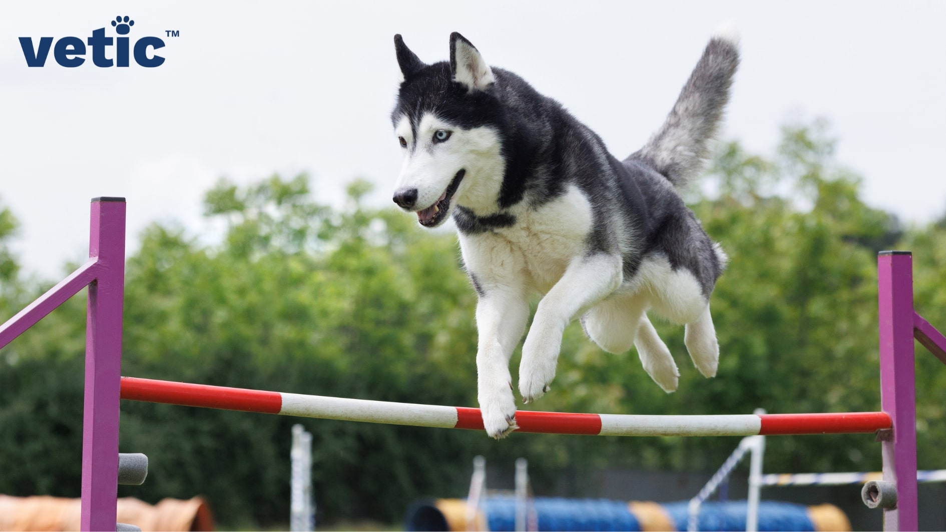 A husky with blue eyes is jumping over an obstacle most likely at a dog show. Huskies in India require cool environments, but they do require tons of exercise to stay fit.