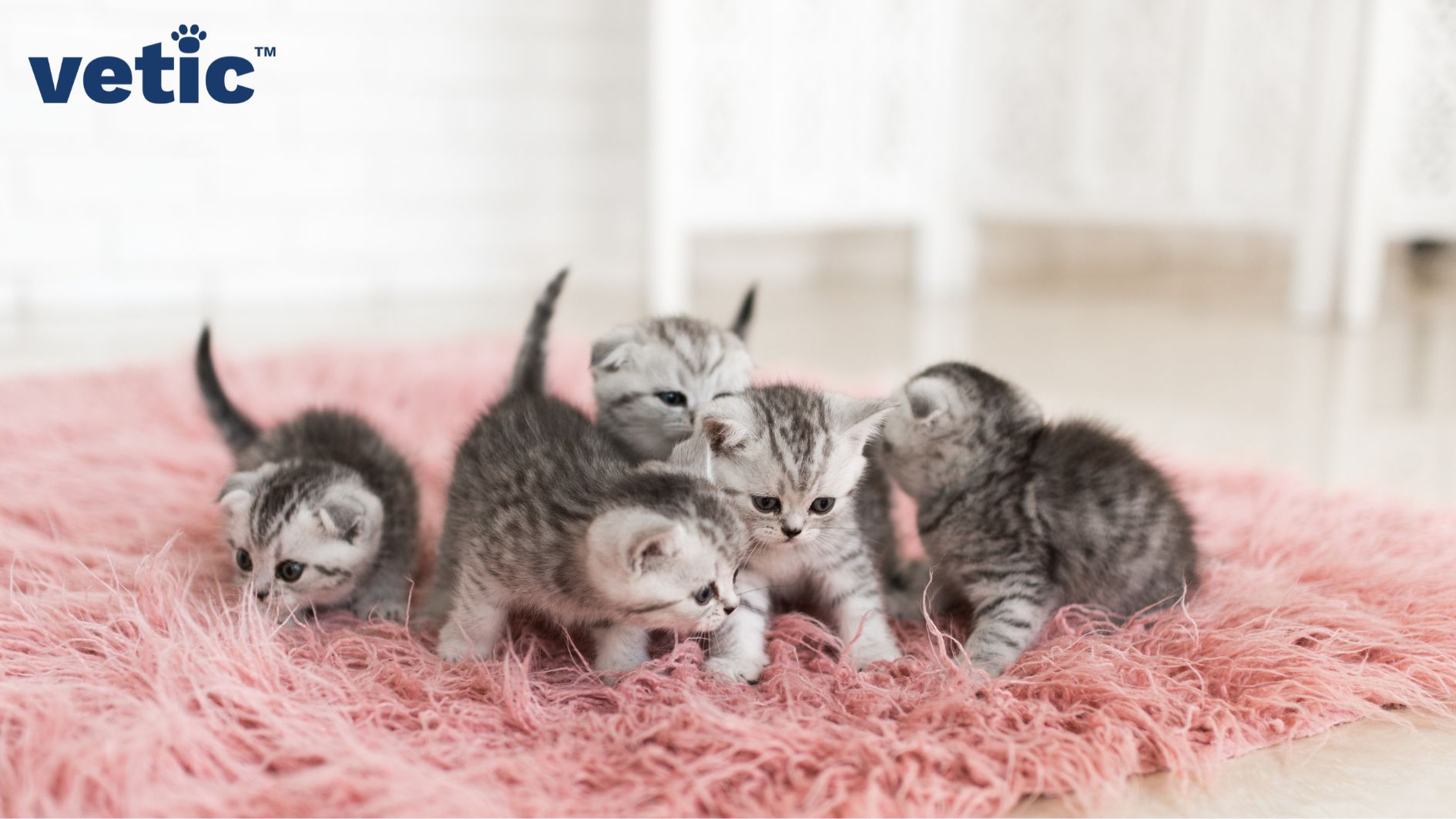 5 grey, mackerel kittens in various positions, sitting and standing together on a pink furry rug.
