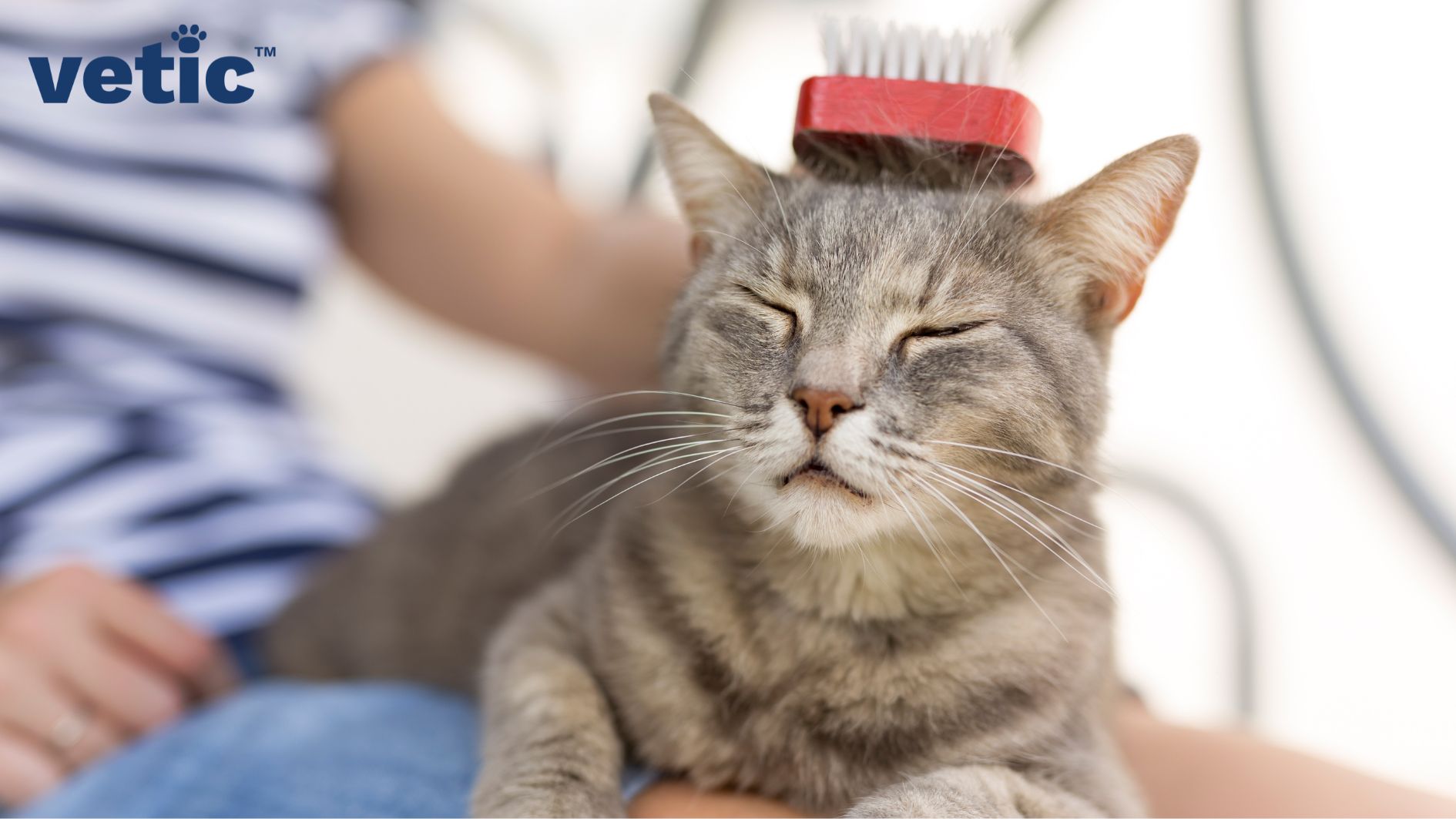 a very derpy-looking cat of grey-brown colour sitting on someone's lap. the cat has their eyes closed as the person is using a red double sided brush to brush away the loose fur that form cat hairballs