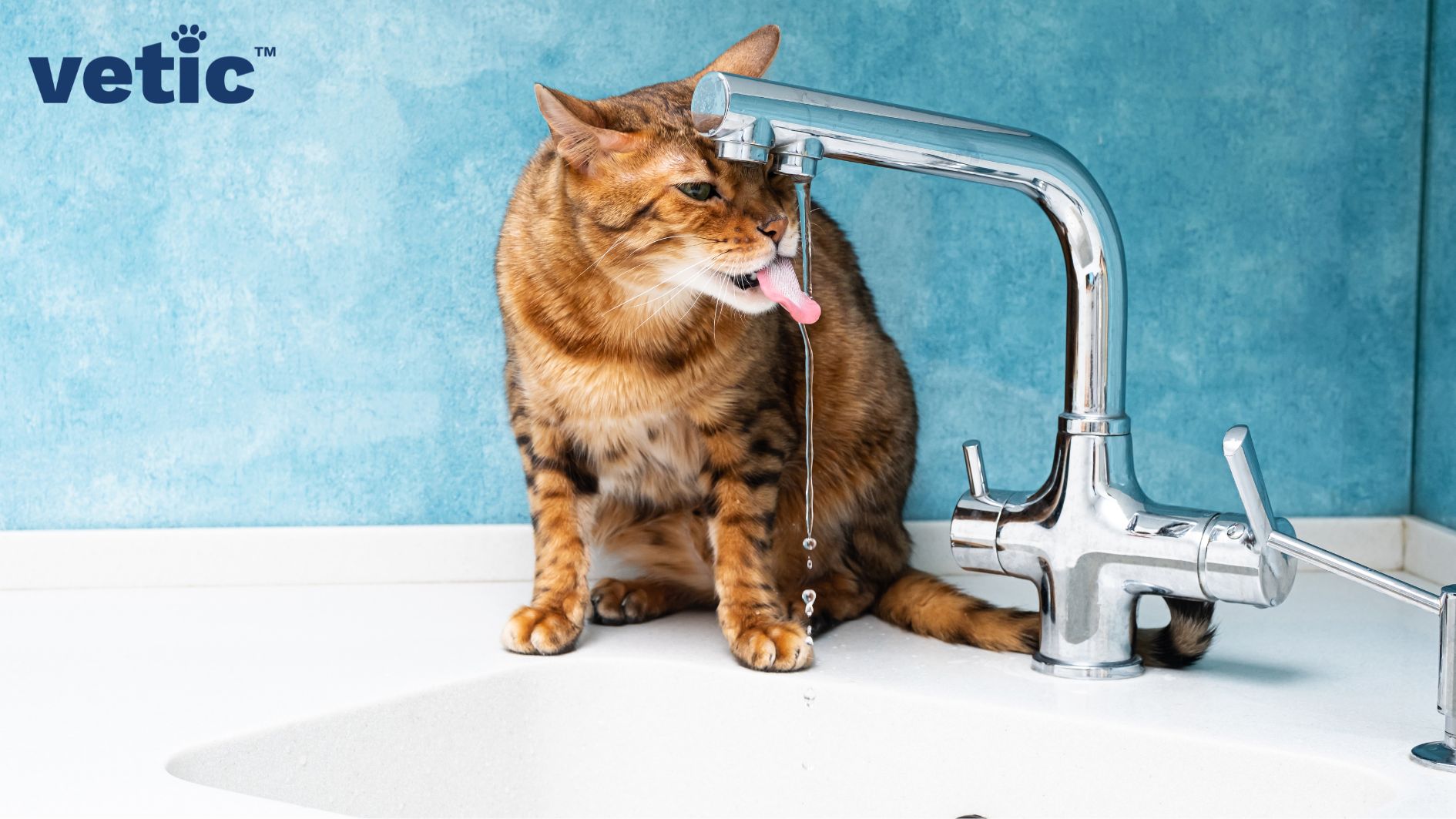 A Fat orange and black striped cat sitting on the sink and drinking from the faucet. Increased thirst can be a sign of hyperthyroidism