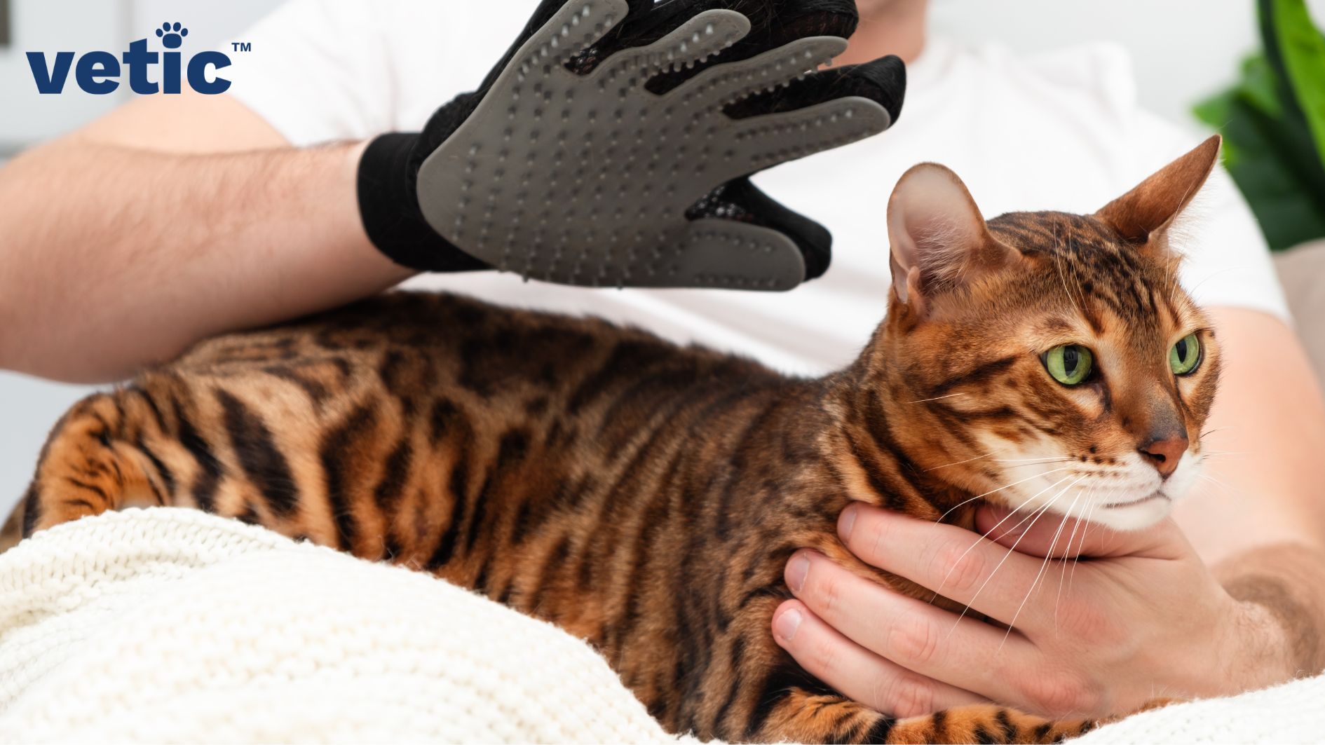 A hand wearing a cat brushing comb to brush a bengal cat with green eyes sitting on the person's lap. The person is holding the cat near the cat's chest with another hand. Daily brushing can reduce cat hairballs.