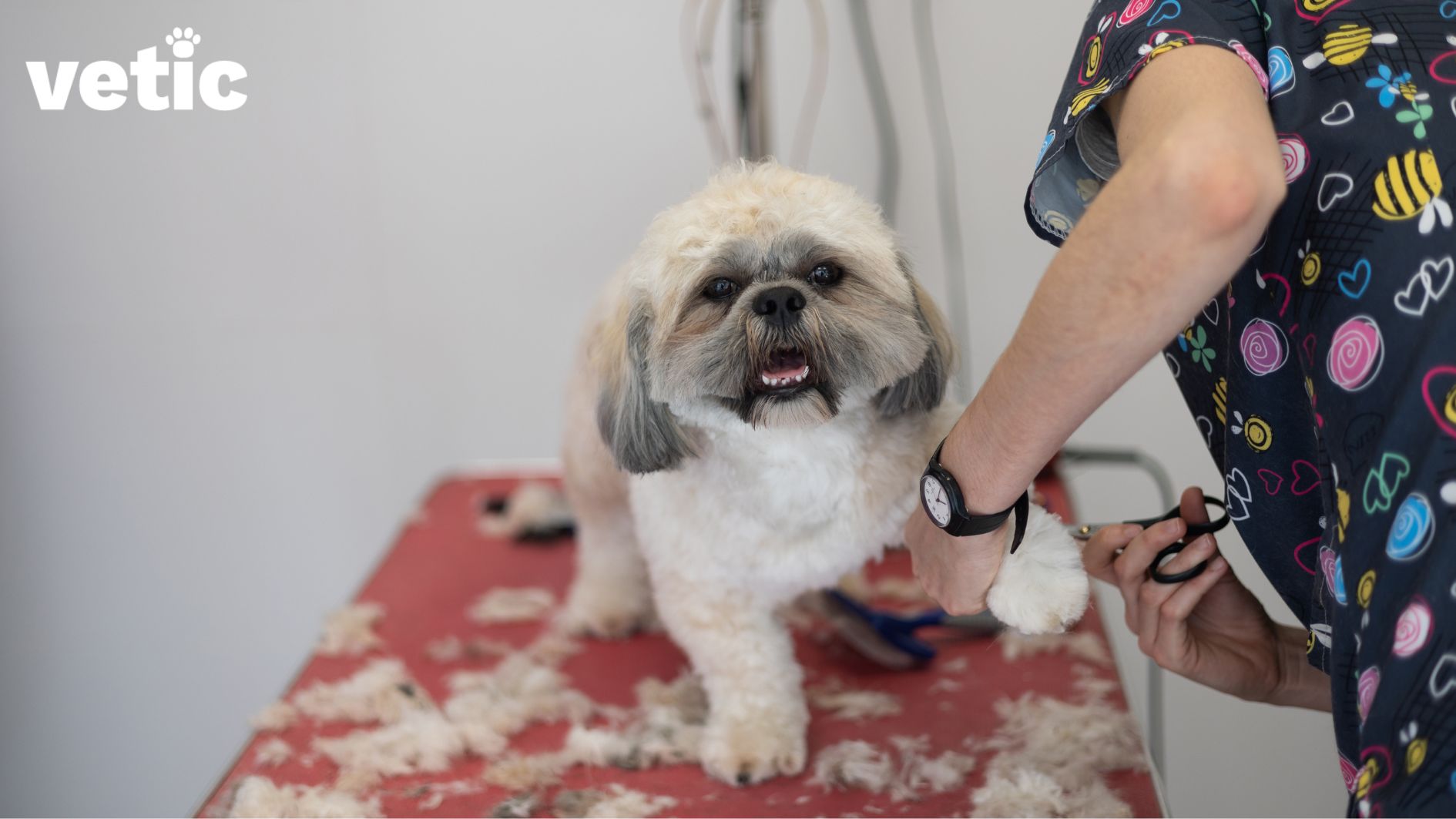 A happy Shih Tzu breed adult dog on a grooming table. They are being groomed with professional scissors by a professional groomer wearing a printed on black scrub.