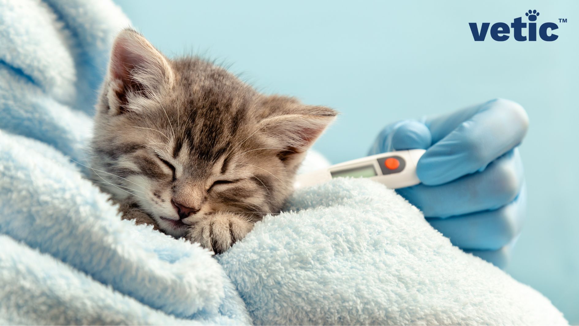 Tiny mackerel kitten wrapped in a baby blue towel. Only the kitten's head and part of one paw is visible. One hand wearing a blue glove taking the temperature of the kitten using a digital thermometer. Any sickness in such young animals is an emergency in pets.