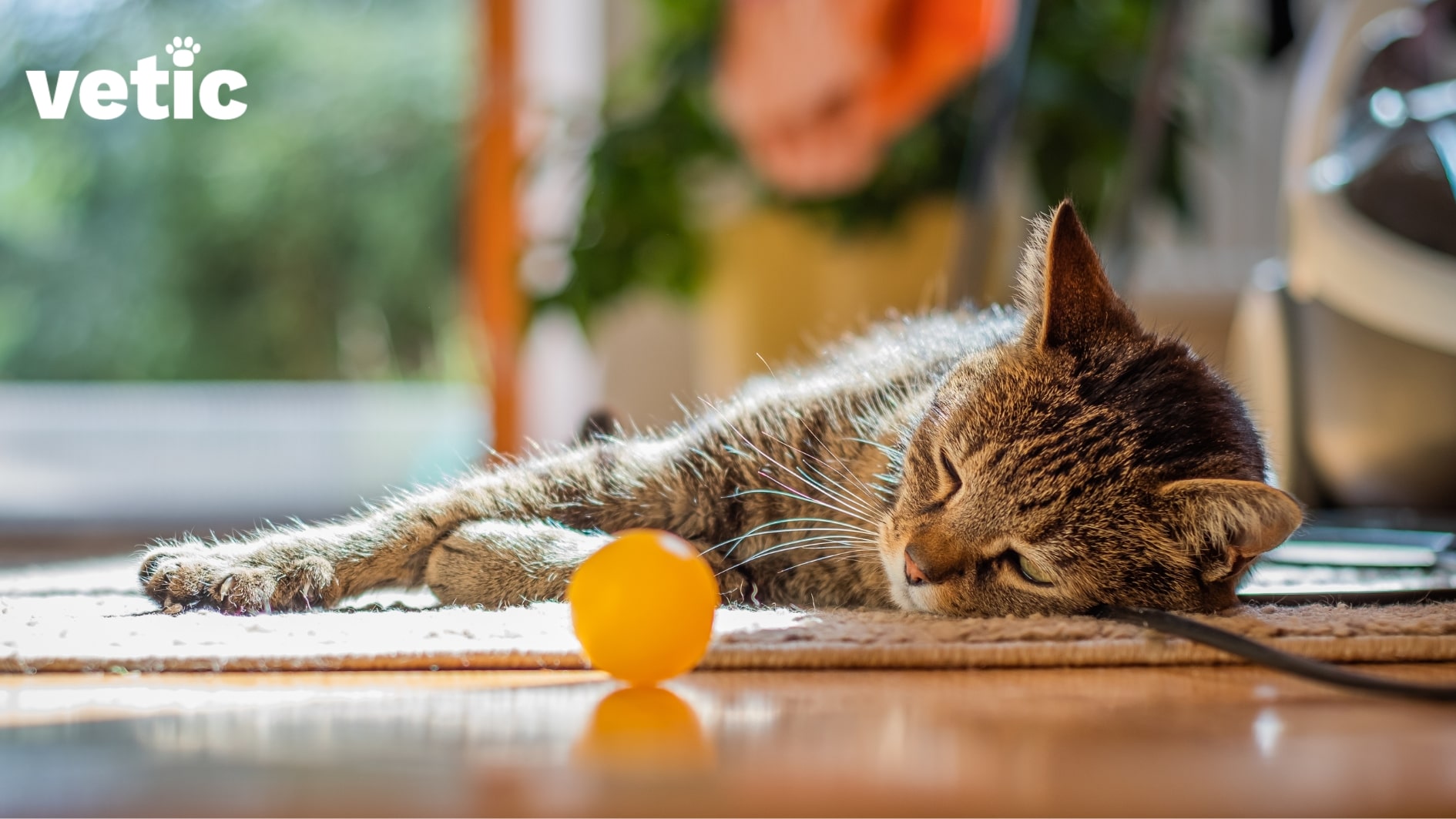 Mackerel ticked cat laying on the rug with a small orange ball lying in front. Lethargy compounded by panting in cats can be a sign of a heart disease.
