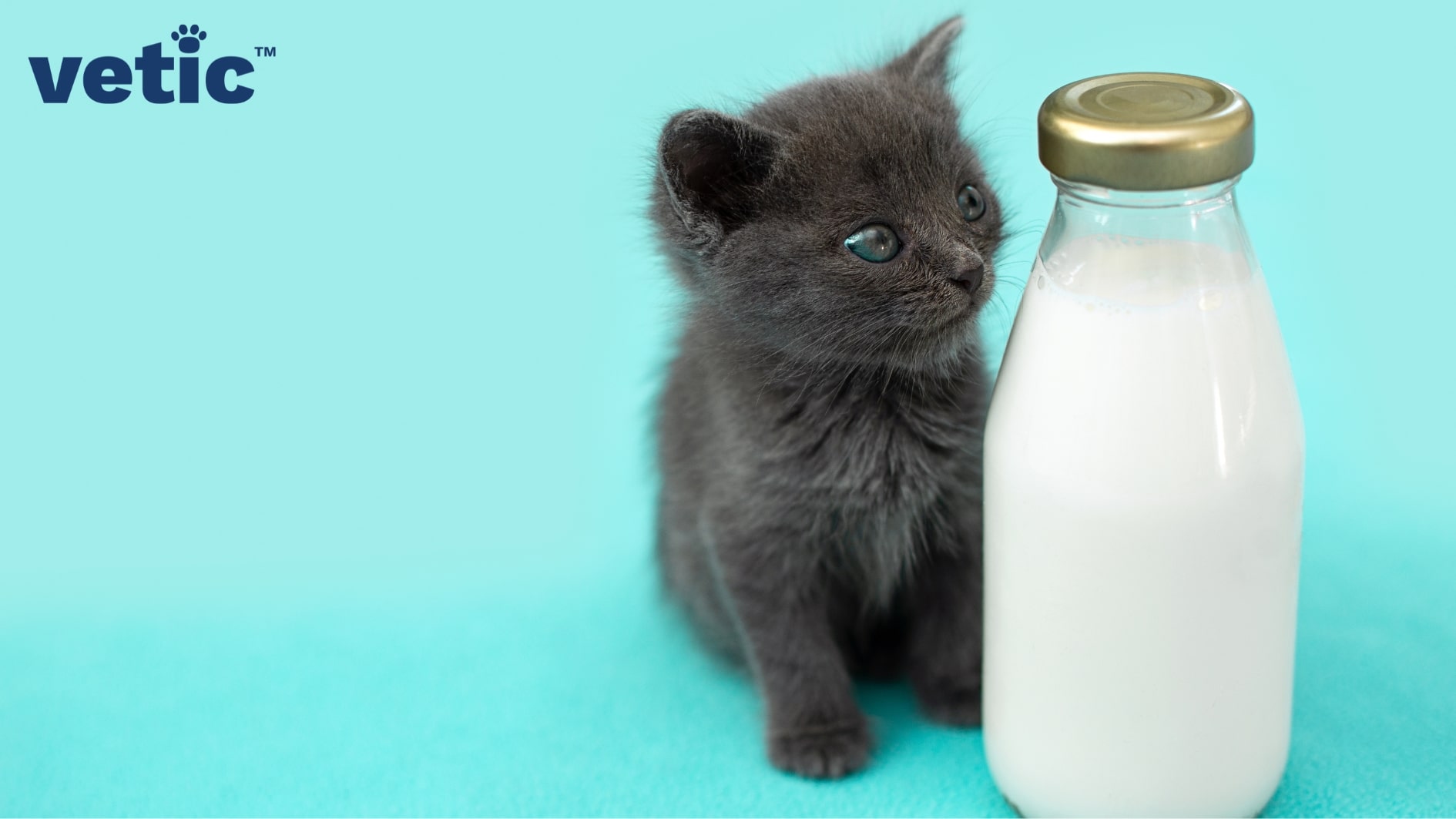 Small blackish grey kitten with mixed bluish green eyes sitting beside a glass milk bottle with a golden cap. the milk bottle is almost the same size of the kitten. new owners must remember to never give milk to a kitten.