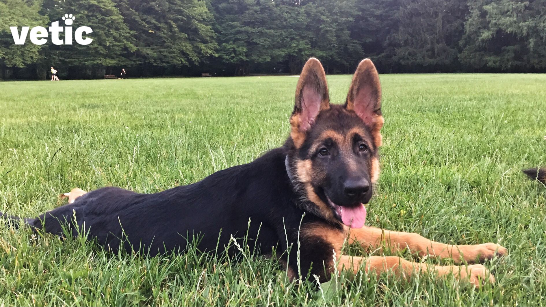 An adult German Shepherd laying on the grass with the front legs sprawled in front but head held high. They are looking directly at the camera and their ears are perked up. Lots of trees are visible in the background.