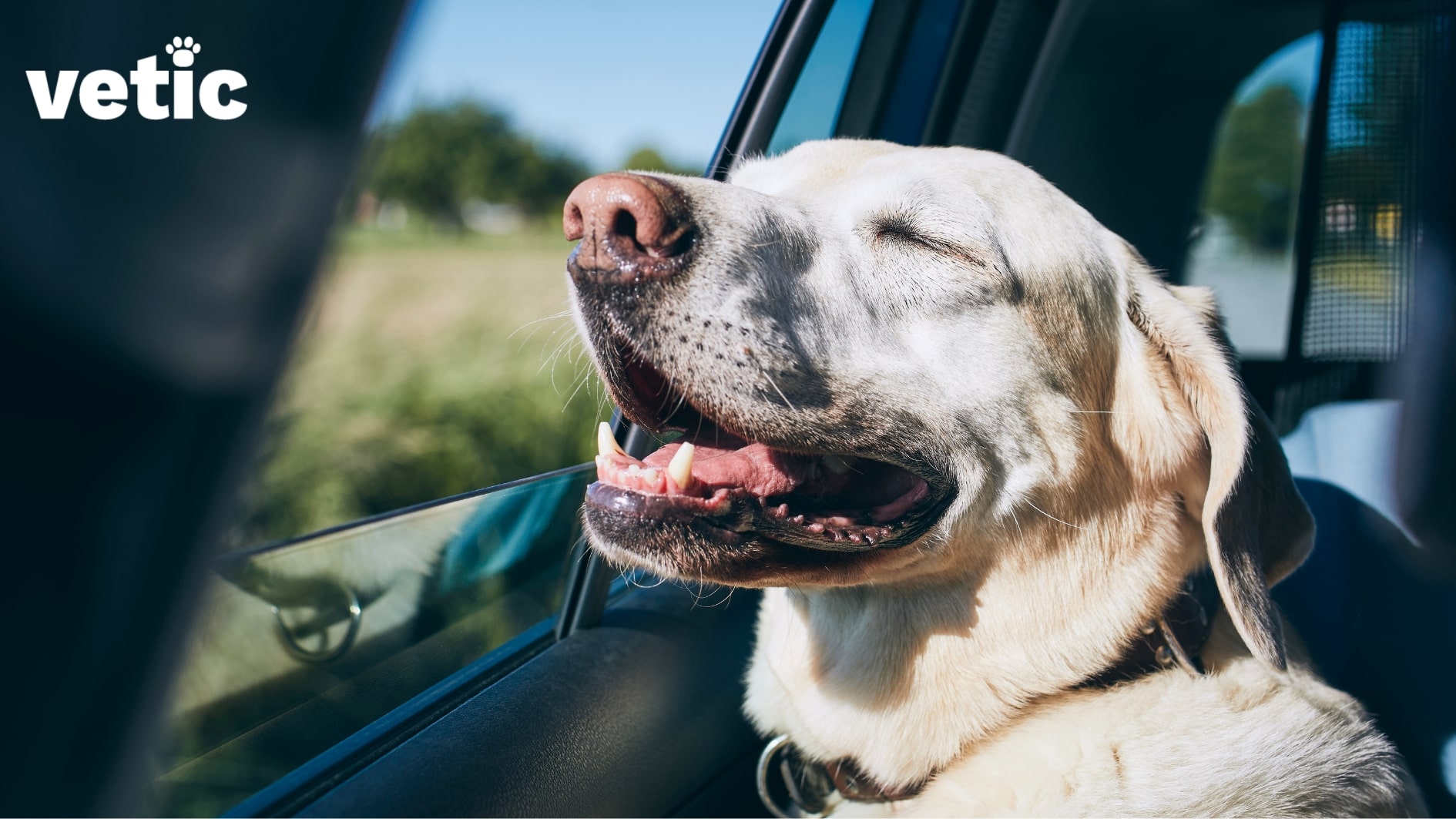 Fawn labrador retriever wearing a black collar, enjoying a car ride. The car window has been rolled down. Fresh wind can reduce the signs of travel sickness such as excessive drooling in dogs.