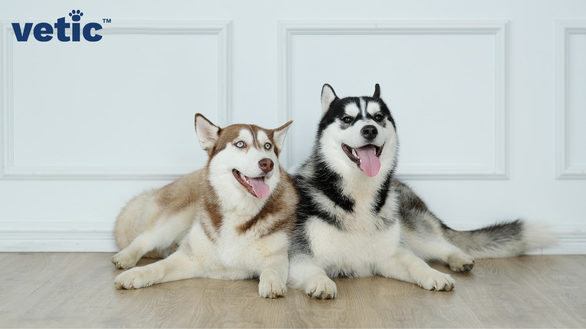 One black and white husky with hazel eyes, and another brown and white husky with blue eyes sitting side by side. Huskies in India are just like their Siberian counterparts. they require socialisation and friends.