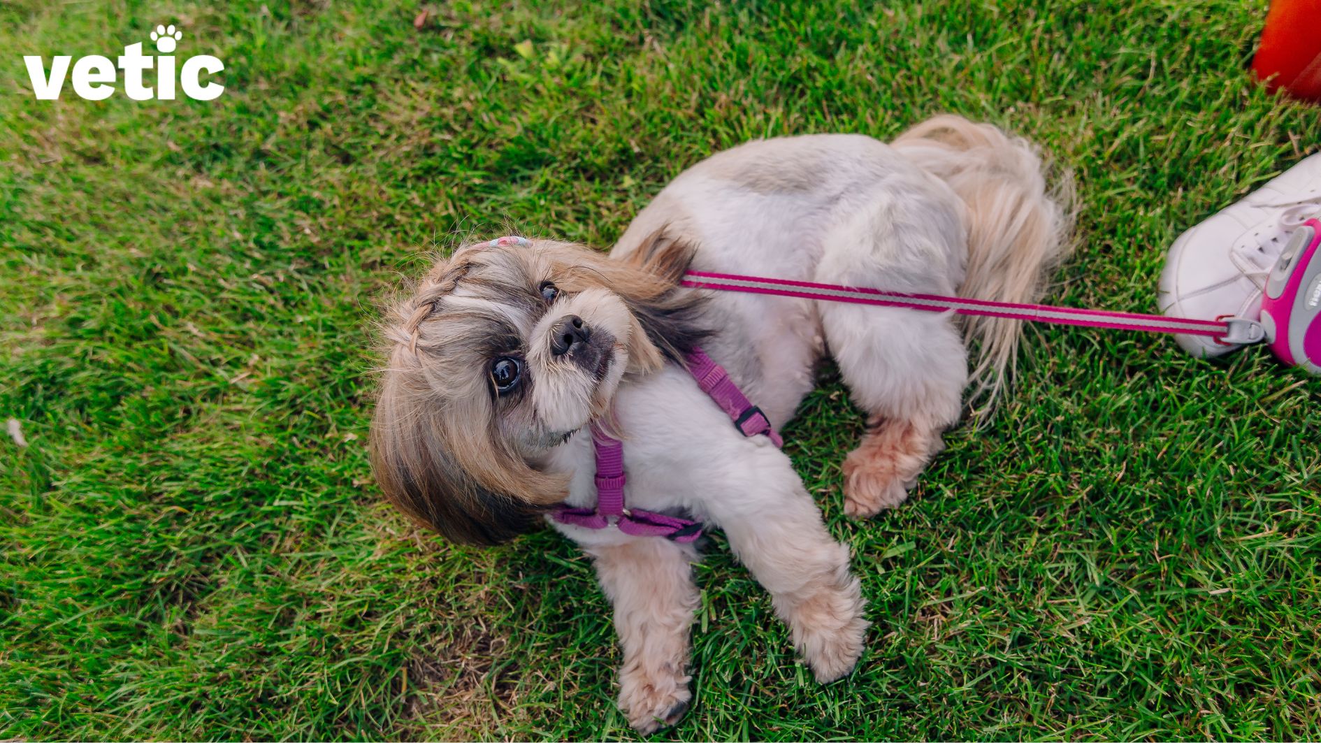 Funny Shih Tzu Breed adult dog lying on green grass outdoors, looking up at their human. the dog is wearing a purple harness with a pink and white retractable leash.