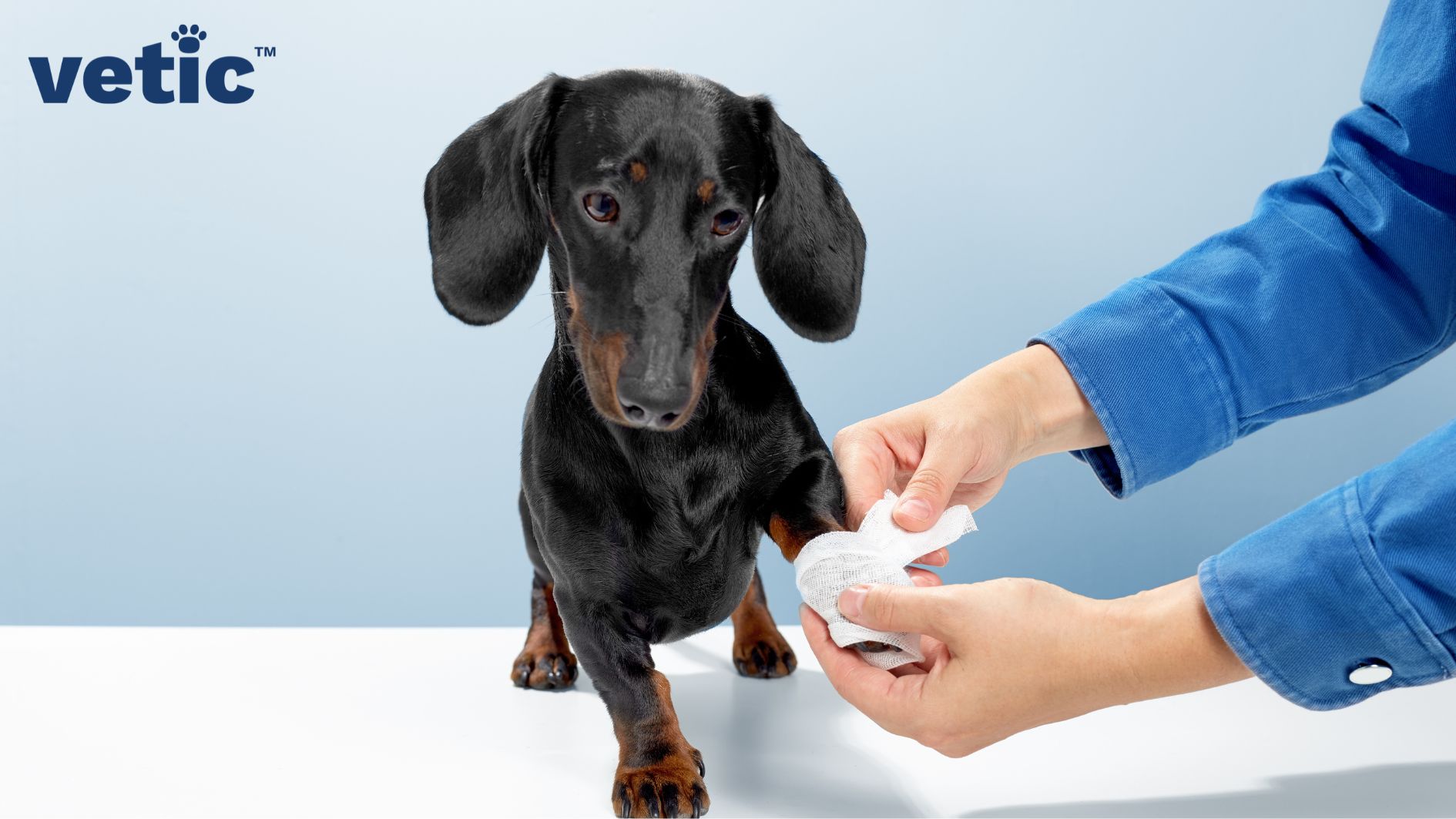 Small Dachshund puppy standing on a clean white surface. Two hands visible with one hand lifting the pup's left front paw and bandaging it. Excessive bleeding is an emergency in pets that demands bandaging and basic first aid kits.