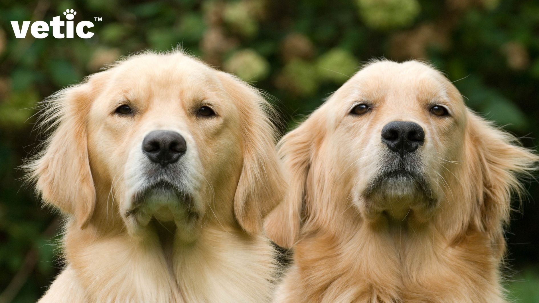 A male and a female golden retriever sitting side by side looking very serious. Labrador vs. Golden retriever is a challenging decision since both breeds are eager to please and make friends easily