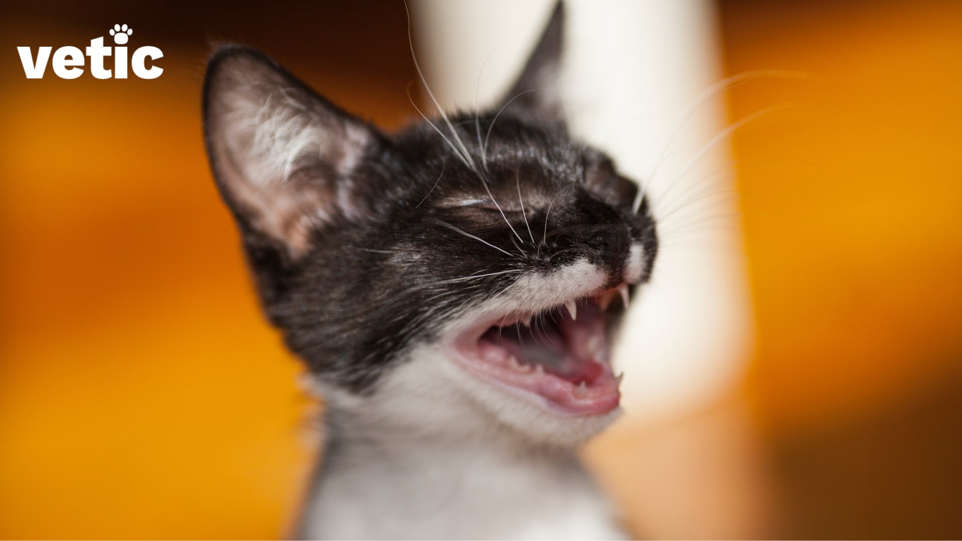 Close up of a kitten with a black head and face, but white neck and chest. Only up to the neck-chest area visible. the kitten has their eyes closed and mouth opened. panting in cats can be caused by excess stress, high temperature, pain and more.