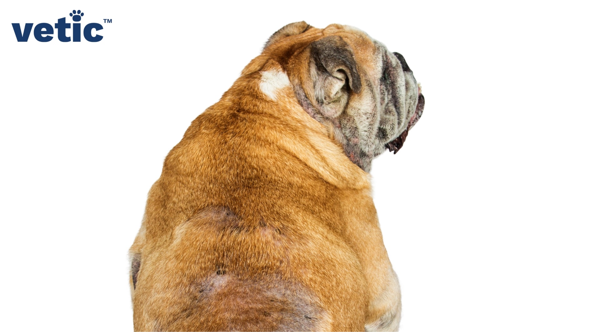 Senior brown Bulldog sitting with their back towards the camera. Their entire back is covered in lesions and bald patches typical of skin allergies in dogs.