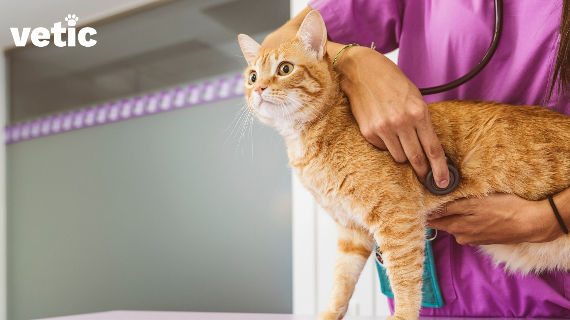 Orange tabby on the examination table held nu a veterinarian wearing magenta scrubs. the veterinarian is checking their heart health using a stethoscope. New cat owners must not forget that health checkups are mandatory for kittens and cats, at least twice a year.