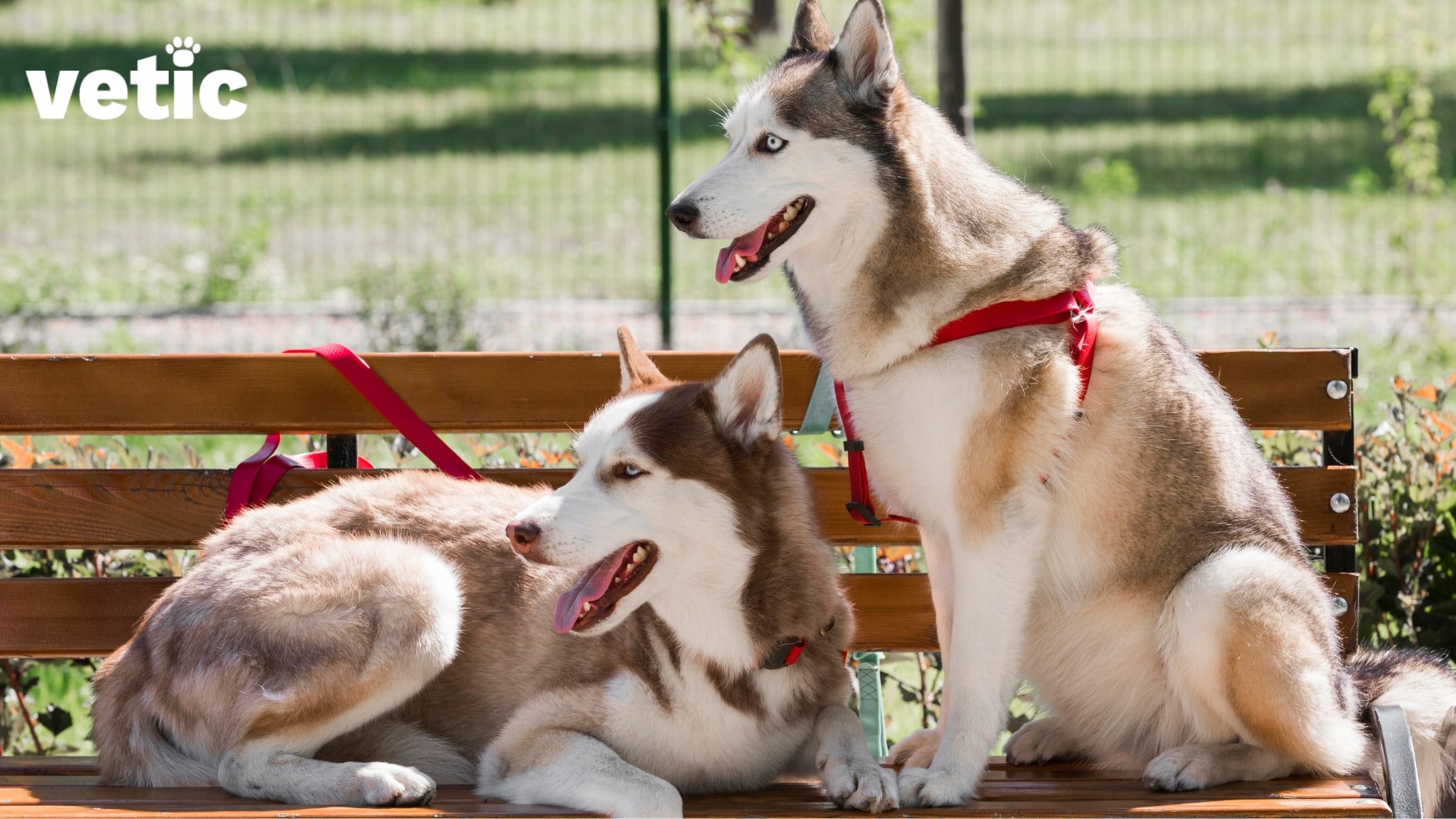 Two brown and white huskies with blue eyes, wearing red harnesses, one sitting upright and the other one curled of on all fours sitting on a brown wooden bench at a park. Huskies in India should not be taken outside in excess heat. take them out when it's cool.