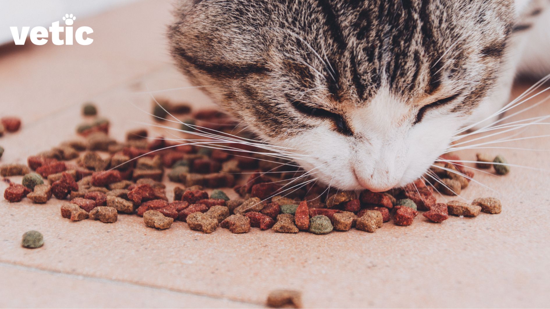 Close-up shot of a cat eating small fish shaped dry cat food from the ground. only part of the cat's head and face are visible. the cat has a white muzzle and a striped grey pattern on the head.