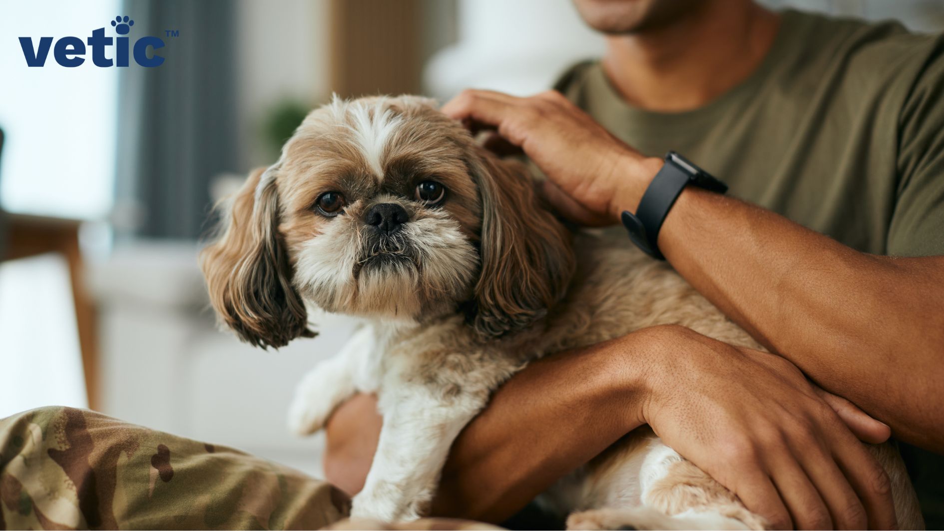 Shih Tzu breed adult sitting on a man's lap looking back at the camera. He has dark brown fur around his eyes and on his ears.