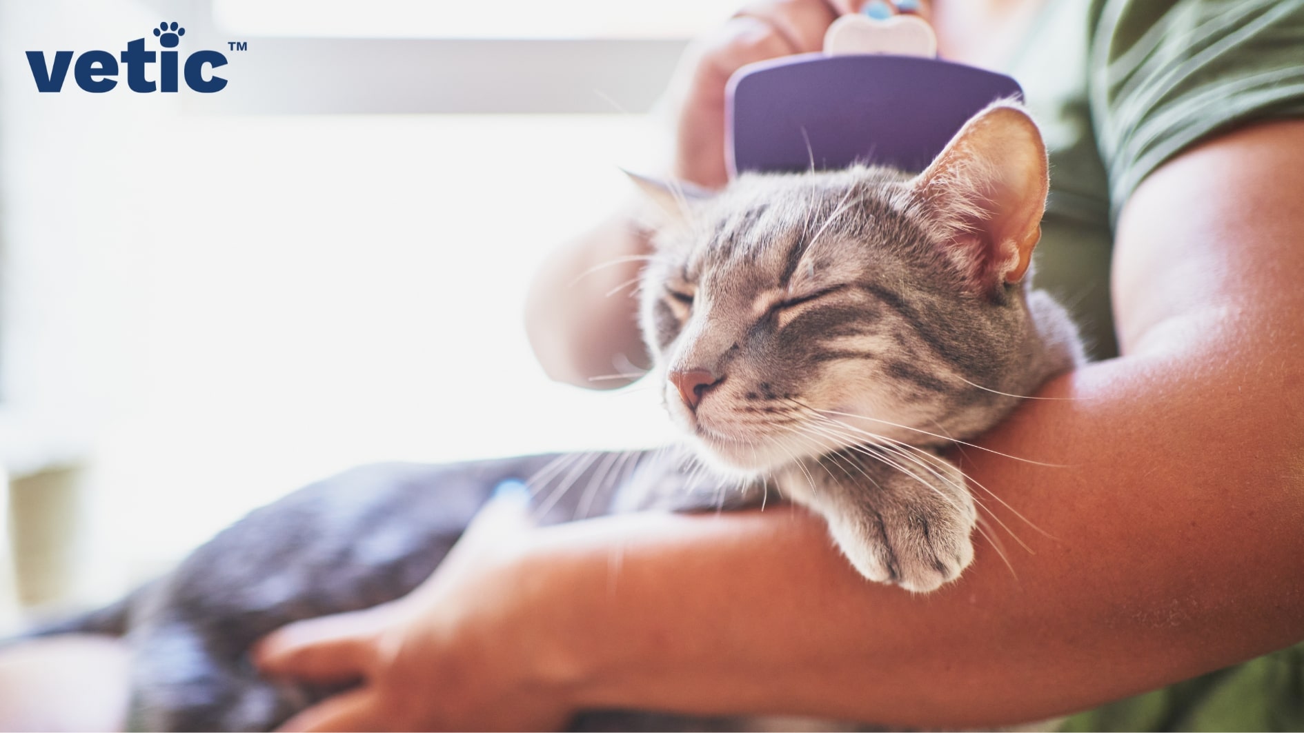 A woman holding a cat on her lap. the cat is resting his head and right paw on the woman's hand as she brushes the cat with another hand with a deShedder. DeShedding can help reduce shedding in cats.