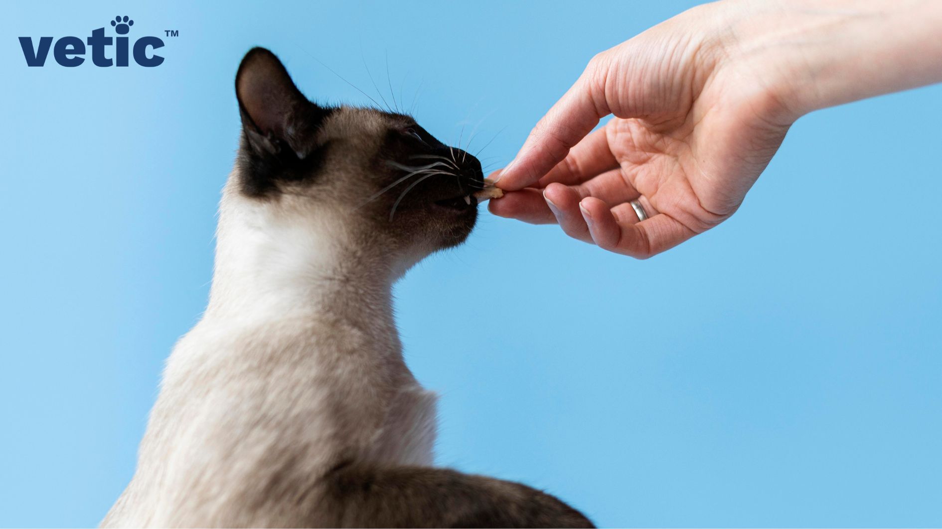 Closeup of a hand offering a treat to a Siamese cat