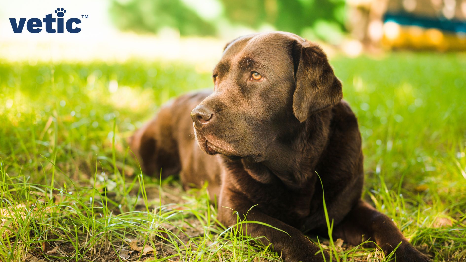 An adult, brown labrador retriever with light brown eyes sitting outside on the green grass. Labradors and Golden retrievers both have high propensity towards joint issues and cancers. However, brown labradors have the highest health risks among all.