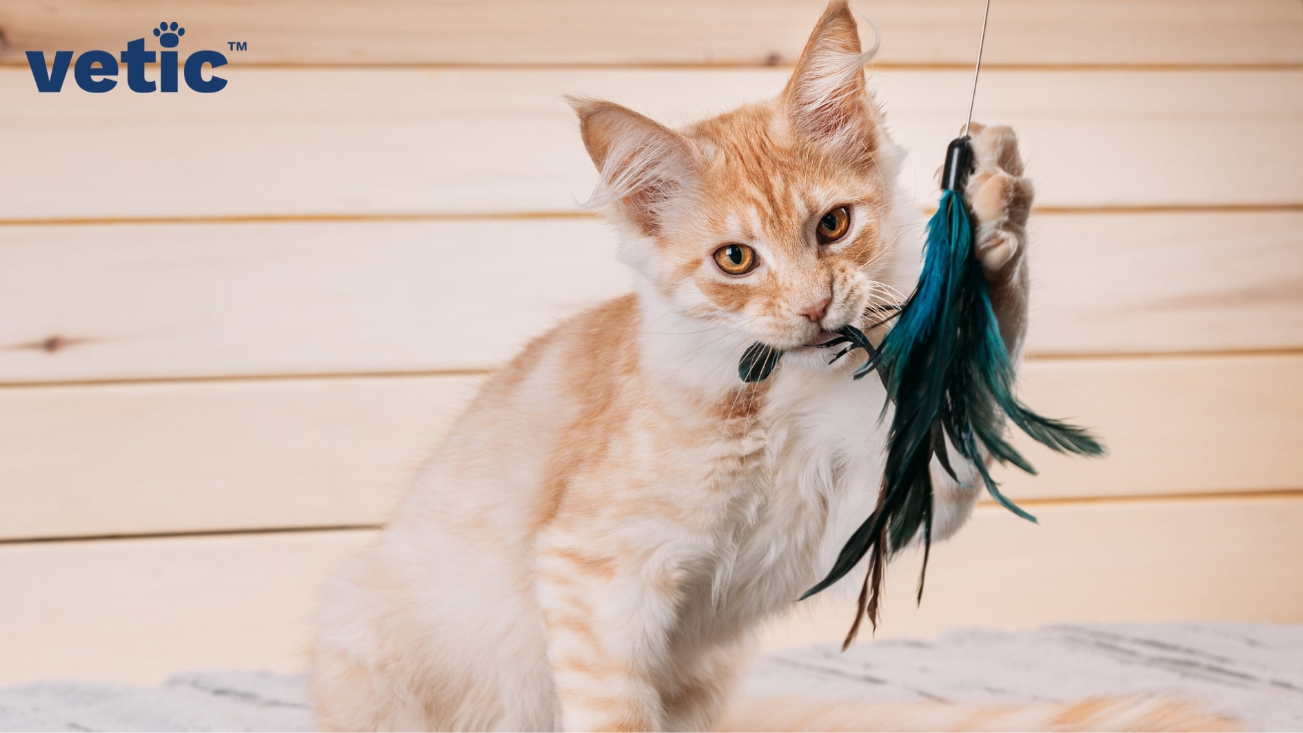Medium-sized light orange and white cat with bright orange eyes playing with a feather interactive toy. the feathers are mostly cobalt blue and peacock blue. cats need interactive toys for mental stimulation and new owners must stock up on good-quality, non-toxic toys like these to play with their cats
