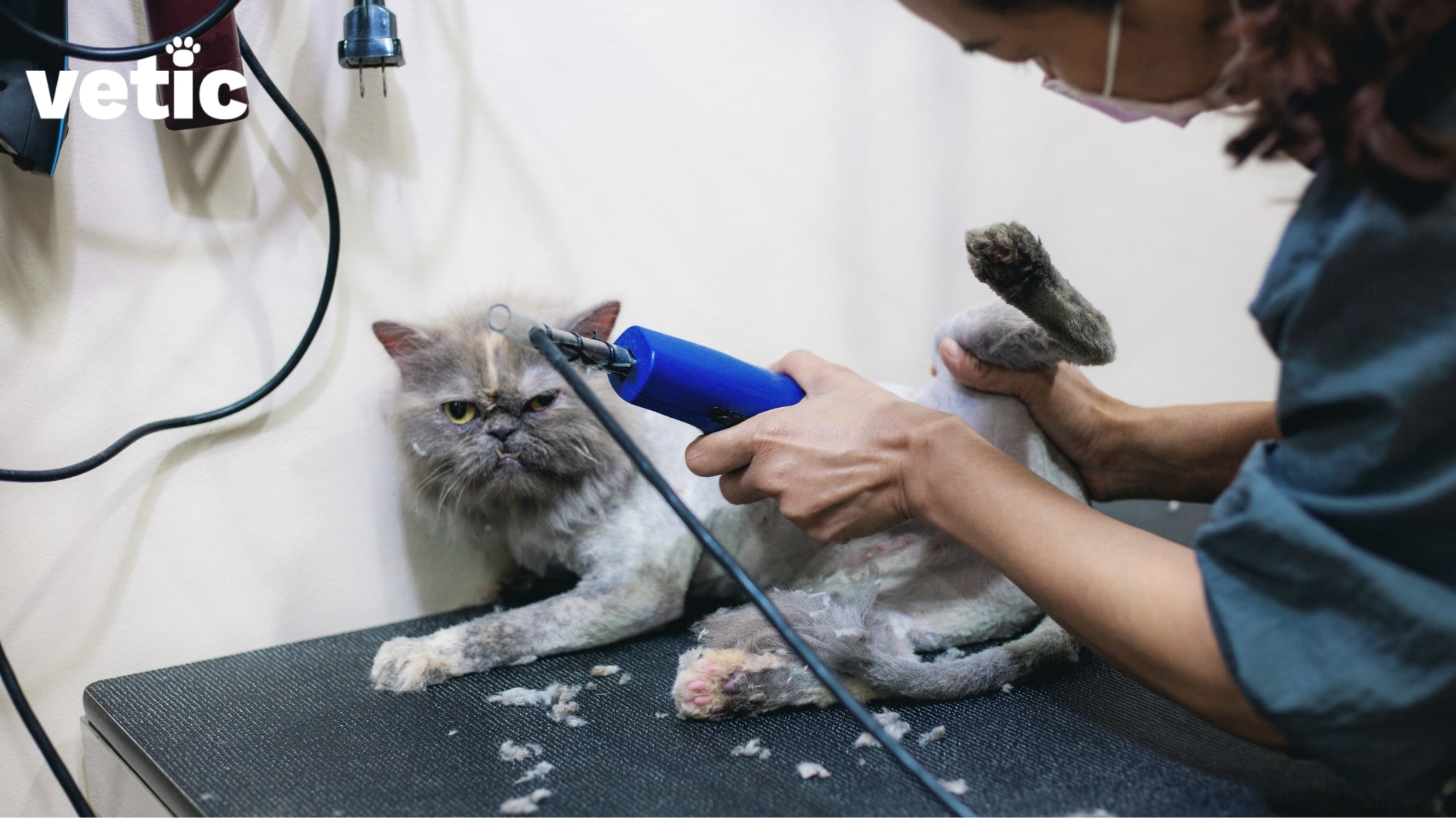 A grey cat who looks positively unhappy is being given a close trim by a woman who's a grooming professional. only part of the woman's face is visible since the photo is taken from the back. trimming periodically can help manage shedding in cats.