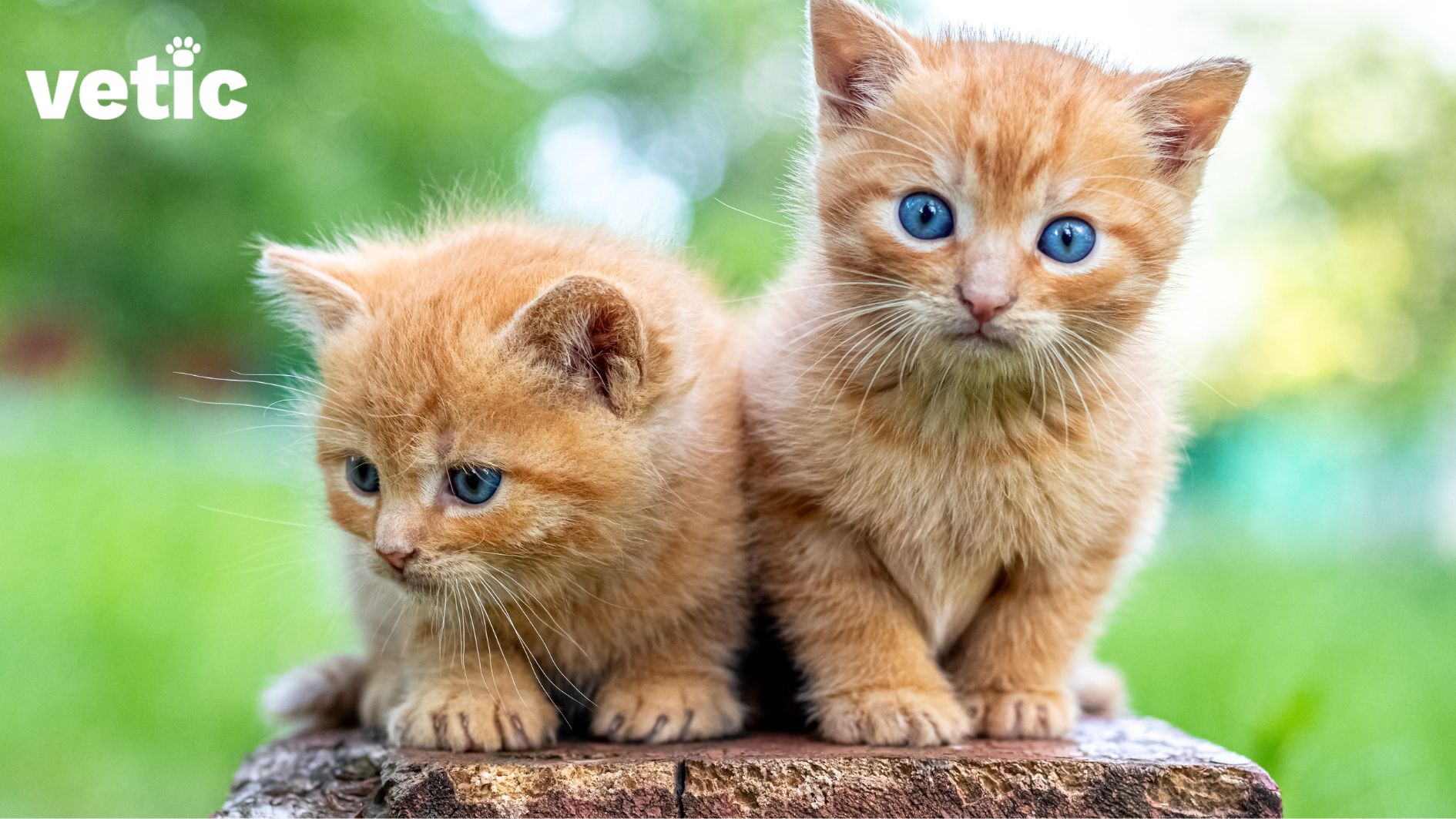 two ginger kittens sitting side by side on an elevated surface outdoor. green foliage is visible in the background. one kitten is sitting flat and looking away from the camera. the kitten to the right is sitting up almost straight and looking right at the camera. both have blue eyes, but straight open ears. They seem to be older than 28 days, but younger than 40 days.