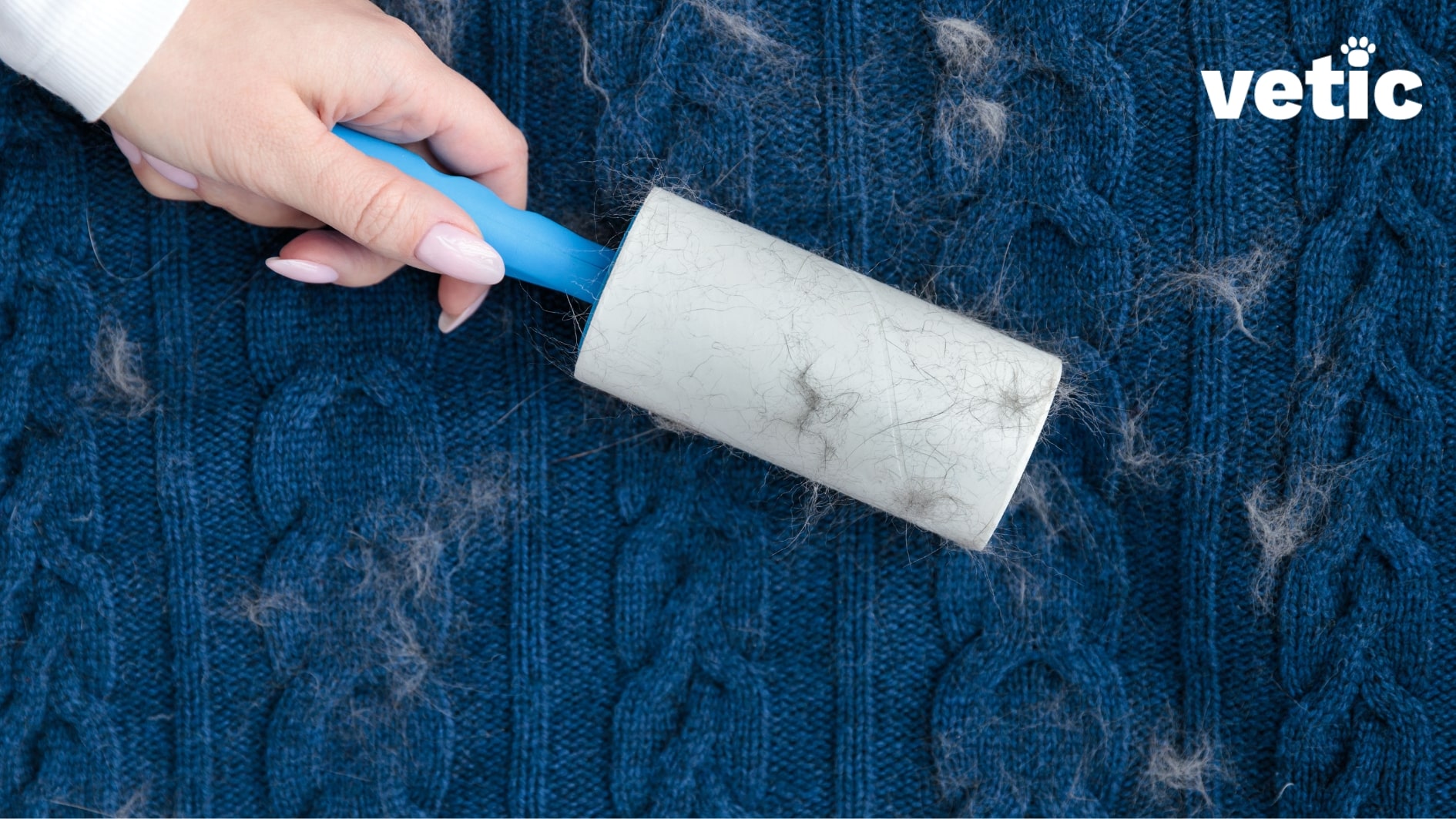 Woman's hand with her white cuff showing, and manicured nails removing pet fur from a blue cable knit sweater using a lint roller. managing shedding in cats may be impossible, but you can keep your clothes free of fur by using a lint roller.