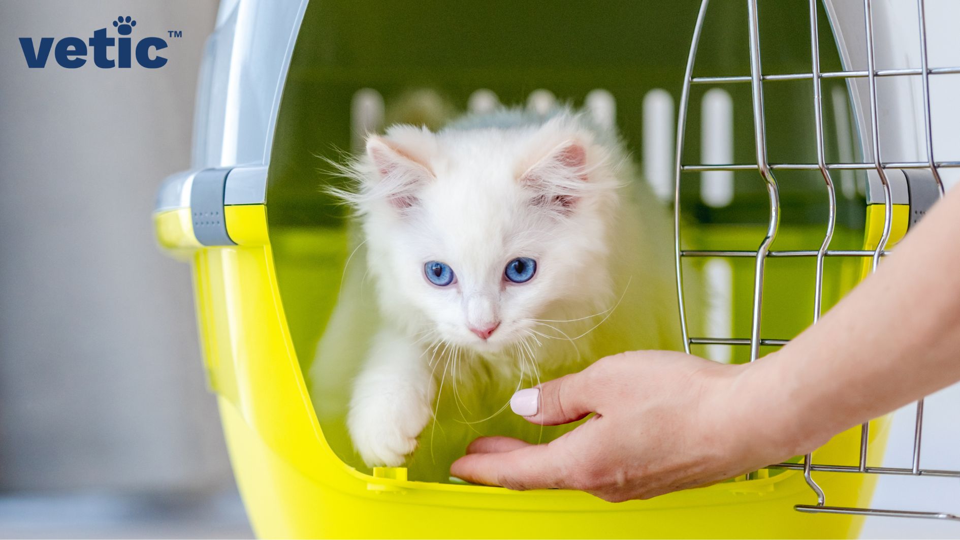 White Persian cat with light blue eyes sniffing a hand placed outside their carrier. it is a front open carrier with a lemon yellow base and grey top.