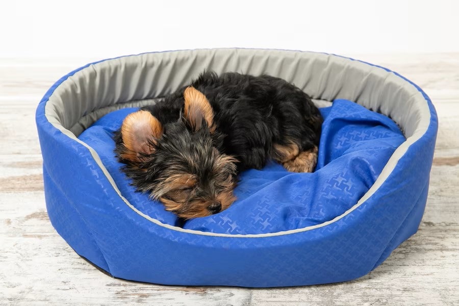 Yorkshire Terrier puppy sleeping in a blue-and-grey dog bed. A waterproof dog bed is an indispensable dog accessory that every puppy needs