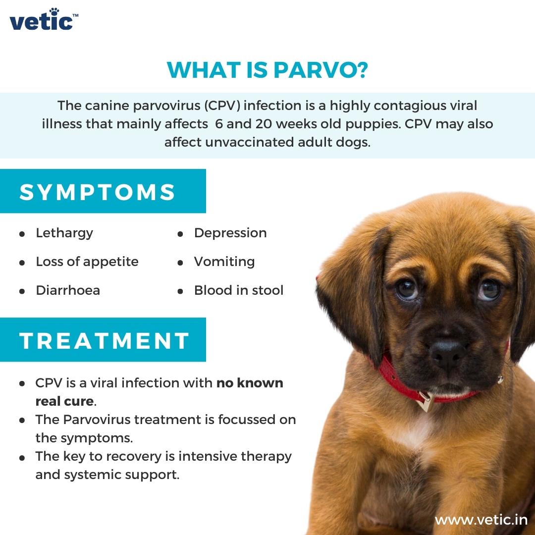 Infographic titled "What is Parvo?" It states the symptoms of canine parvovirus infection that include lethargy, depression, loss of appetite, vomiting, diarrhoea and blood in stool. and possible treatments for parvo in dogs including fluid therapy and systemic support.