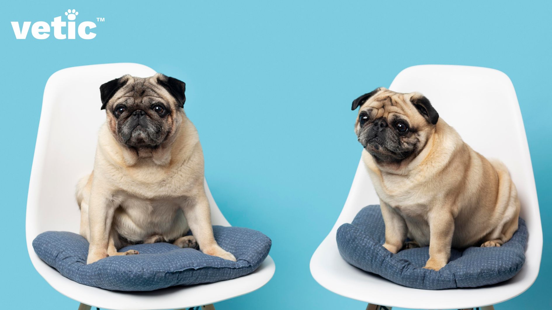 Two fat pugs sitting on blue on blue print cushions placed on two white chairs. Adopting a pug is a huge responsibility since they are prone to health issues stemming from obesity.