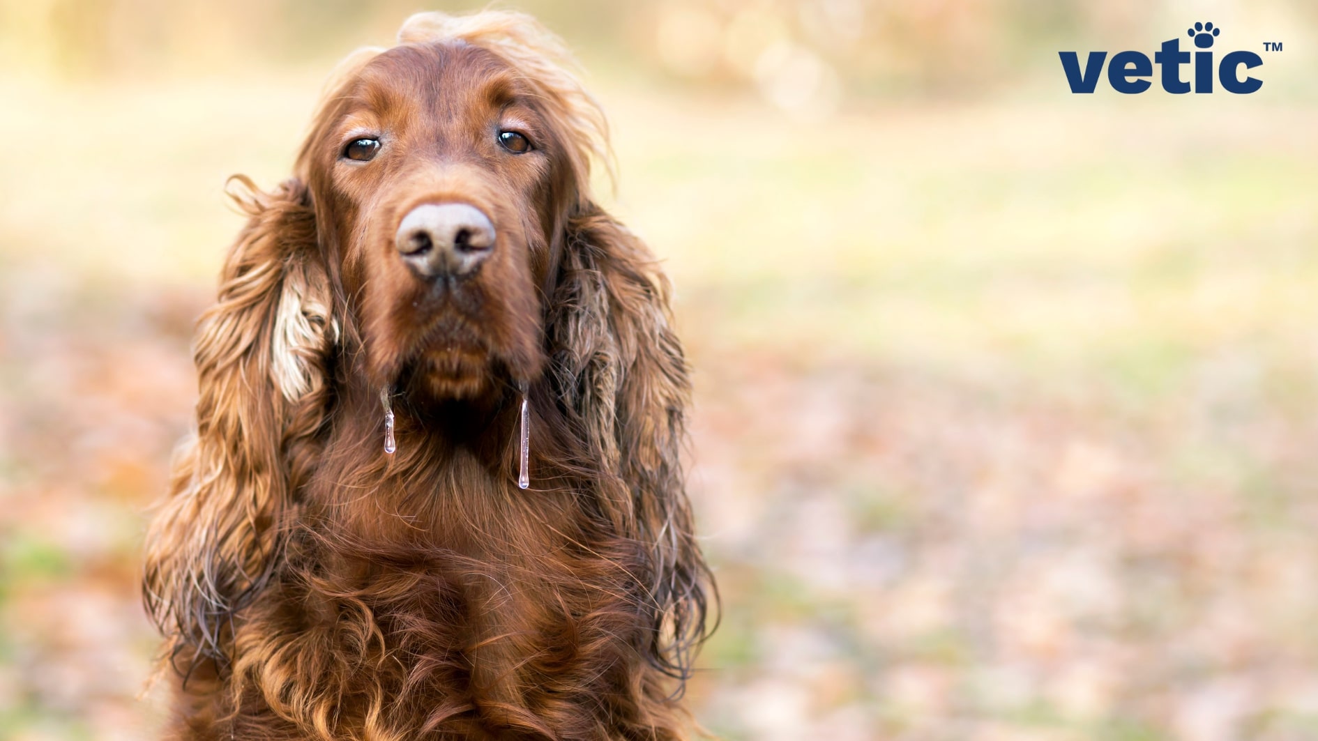 Photo of an Irish Setter drooling excessively from either side of their mouth. Irish Setters are prone to Bloat and gastric torsion and the initial signs often include excessive drooling.