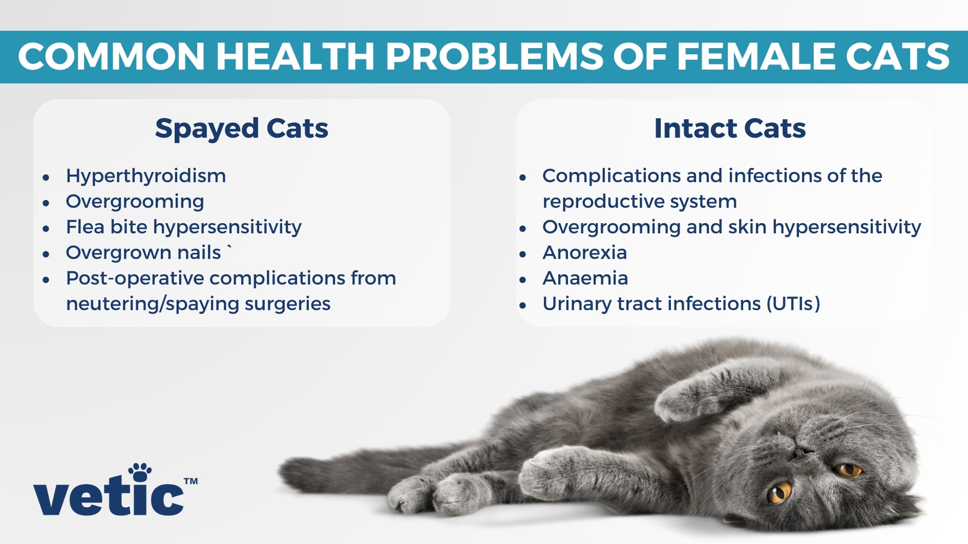 Infographic of "Common Health Problems of Female Cats" divided into two categories - common cat health problems in spayed females and intact queens