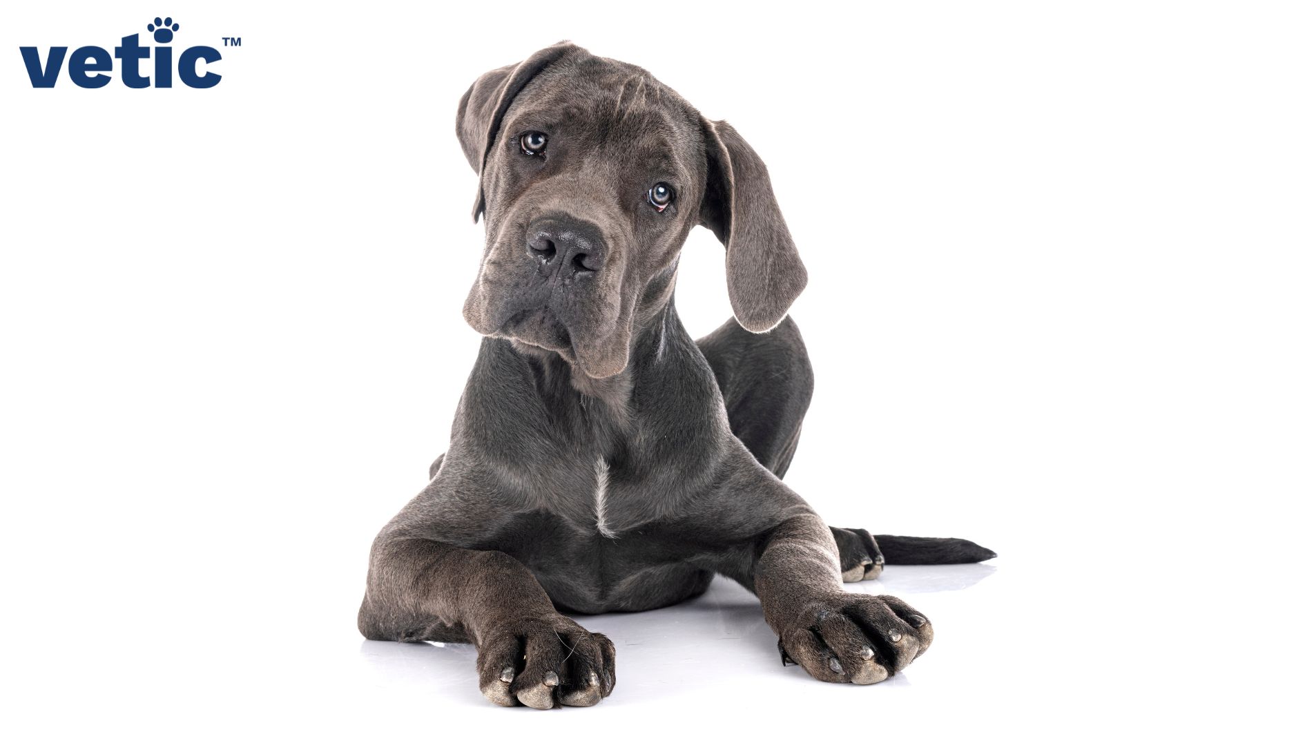 One Great Dane puppy looking directly at the camera with a slight head tilt. The puppy has grey-brown eyes and a white line along the mid-central chest and large paws. Hip dysplasia in dogs is particularly common among larger breeds