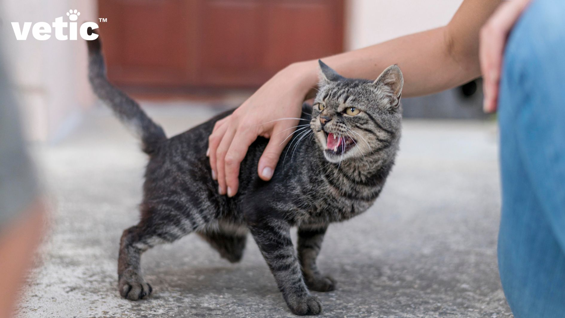 A grey and black mackerel cat hissing at someone outside the photo. only a hand holding the cat gently is visible. not neutering cats can result in unwarranted aggressive behaviors