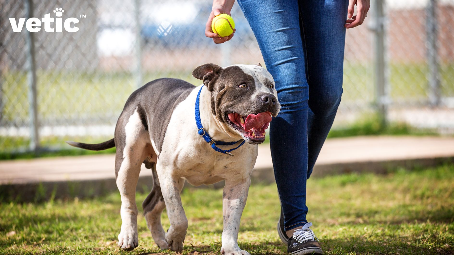 A Staffordshire Terrier, which is also clubbed under the moniker Pitbull in the US playing at the dog park. the dog parent has a tennis ball in their hand. the dog is off leash and has a blue collar on.