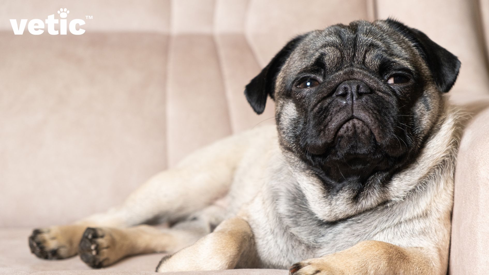 Adult pug half-lying on a salmon pink chair using the arm of the chair for back support. Adopting a pug can be fun if you have the resources to train, exercise and maintain them.