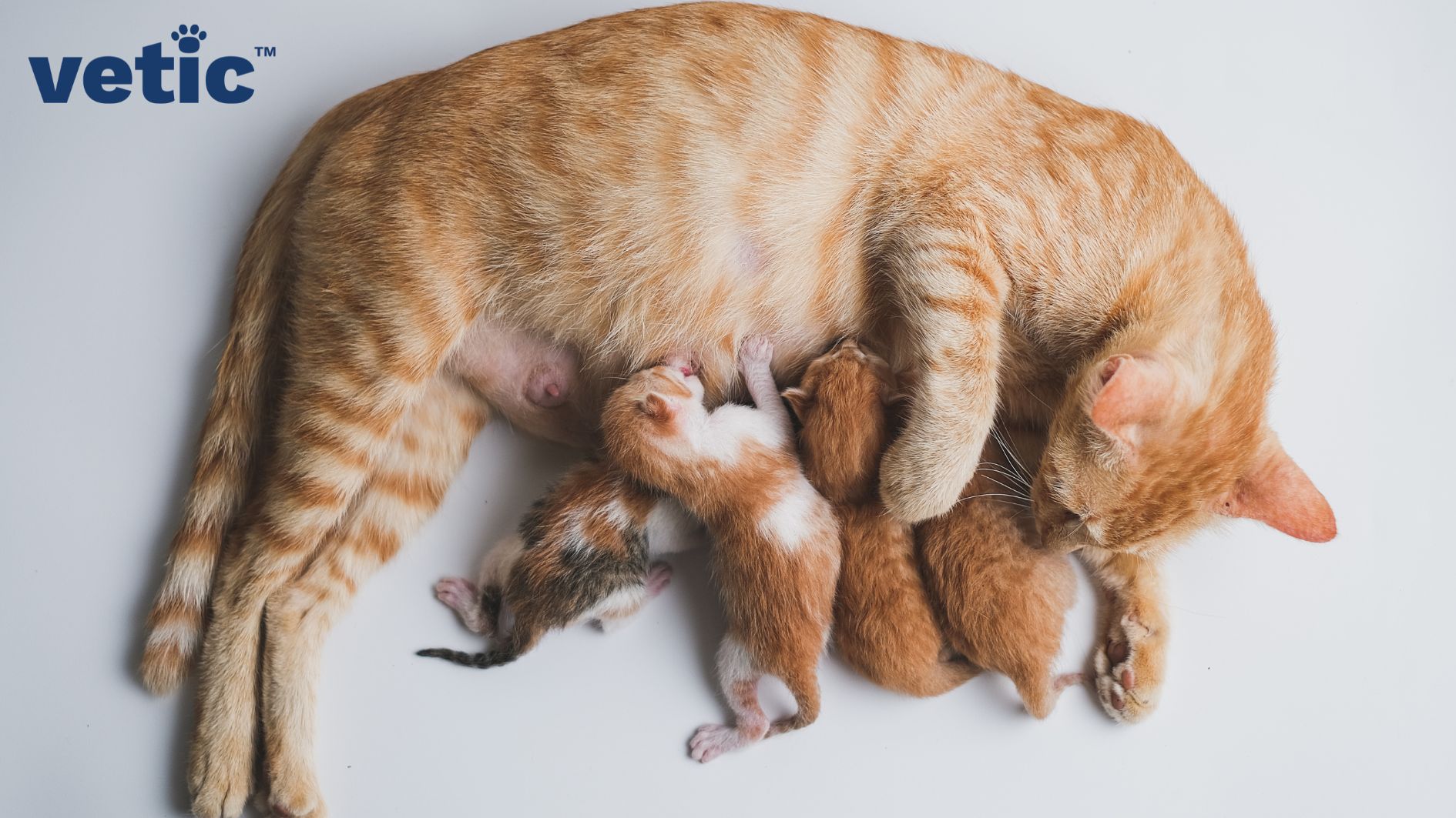 Ginger mother cat lying on a white floor, feeding her kittens. Roundworms in cats can pass on to their kittens through their milk.