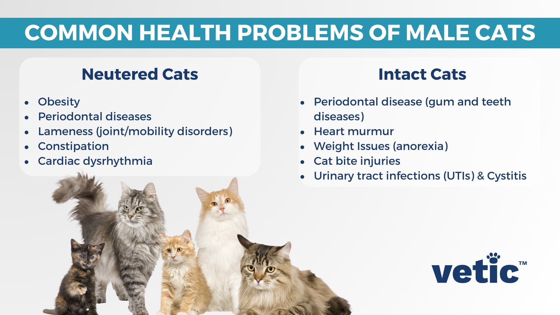 Infographic chart titled "Common Health Problems of Male Cats" with two subheads - common cat health problems in intact cats and neutered cats